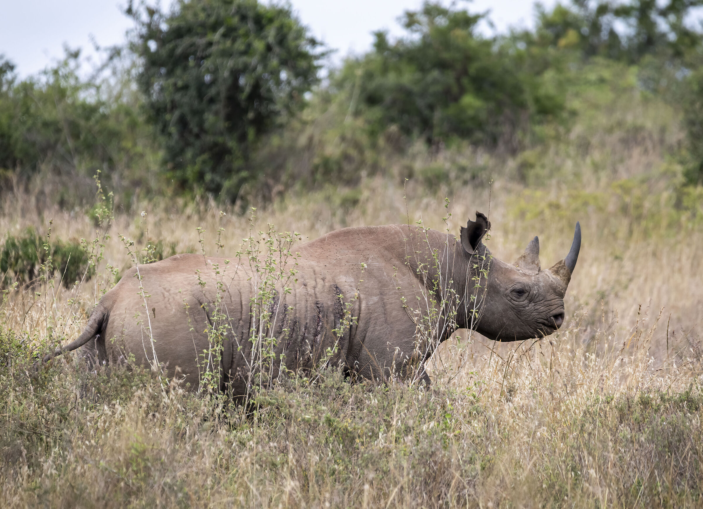 Nairobi National Park
