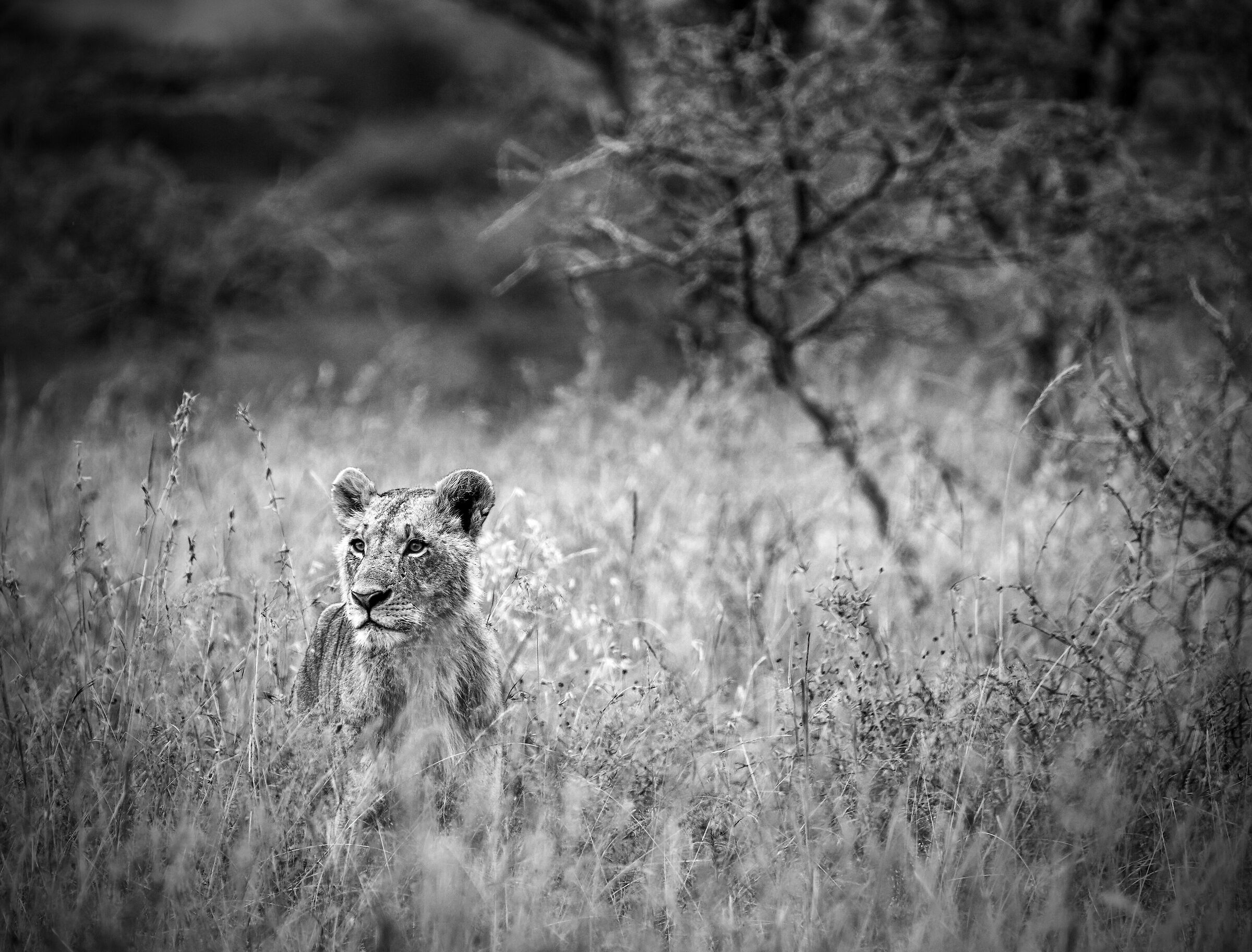 Lion King