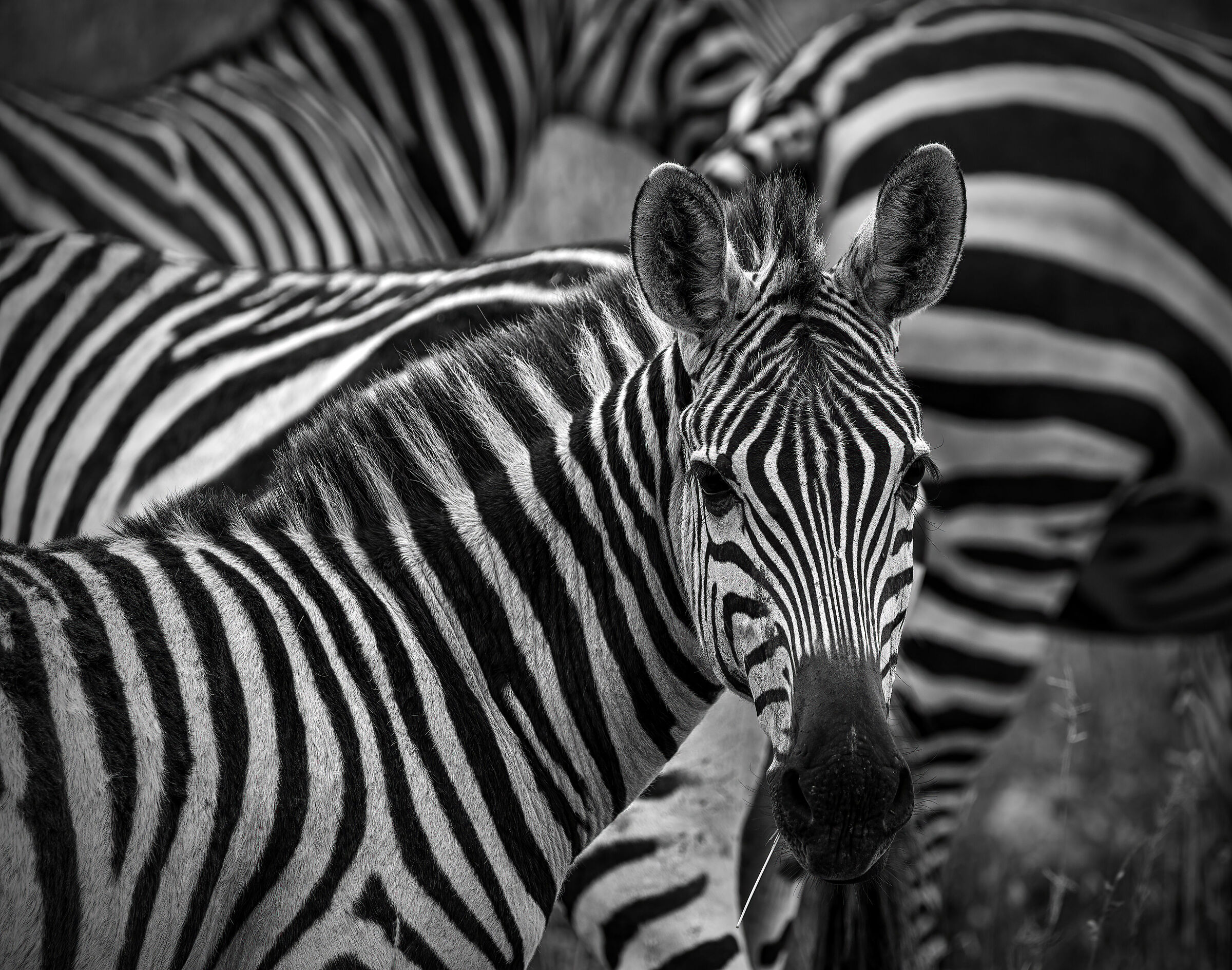 Nairobi National Park