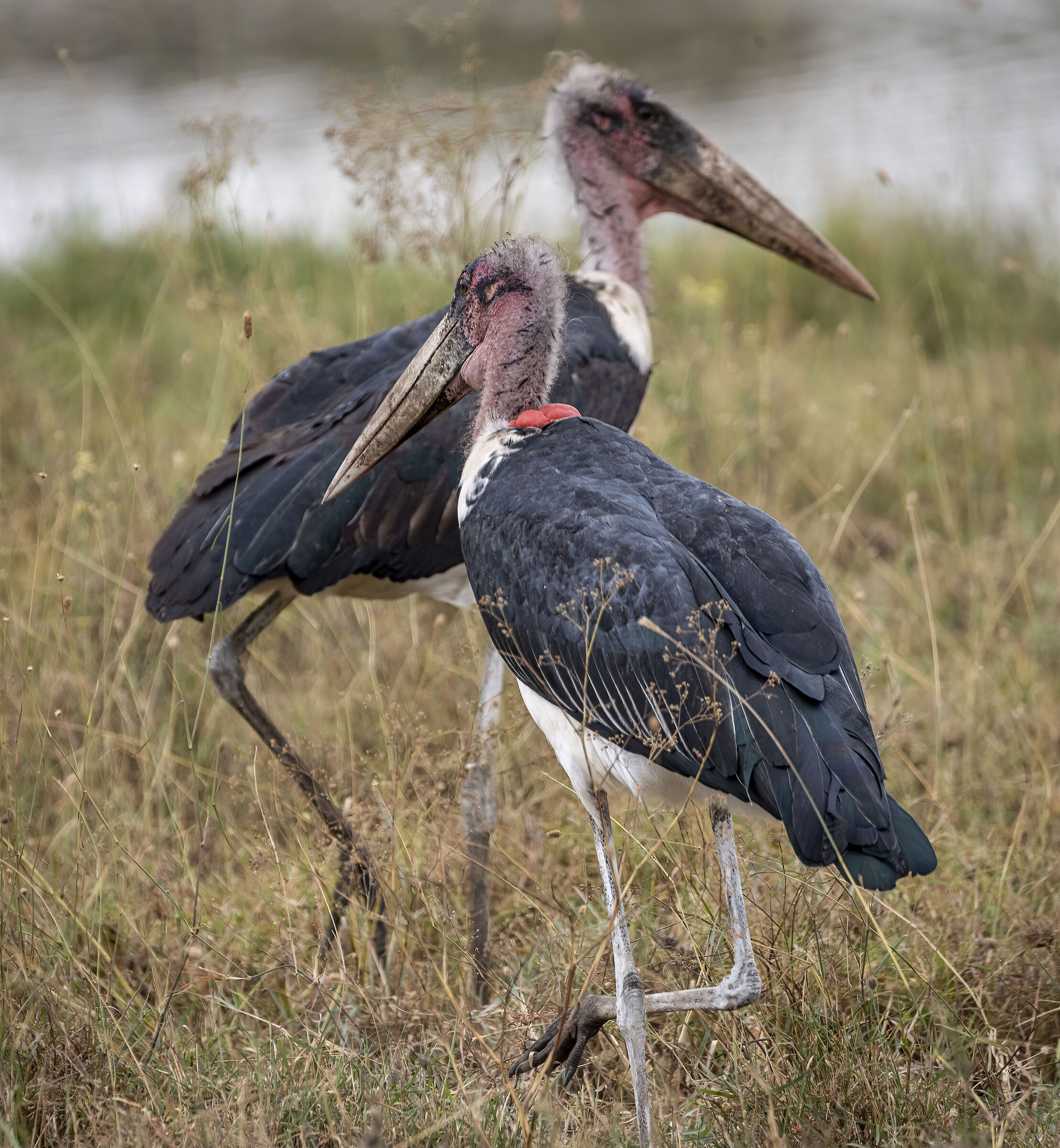 Nairobi National Park