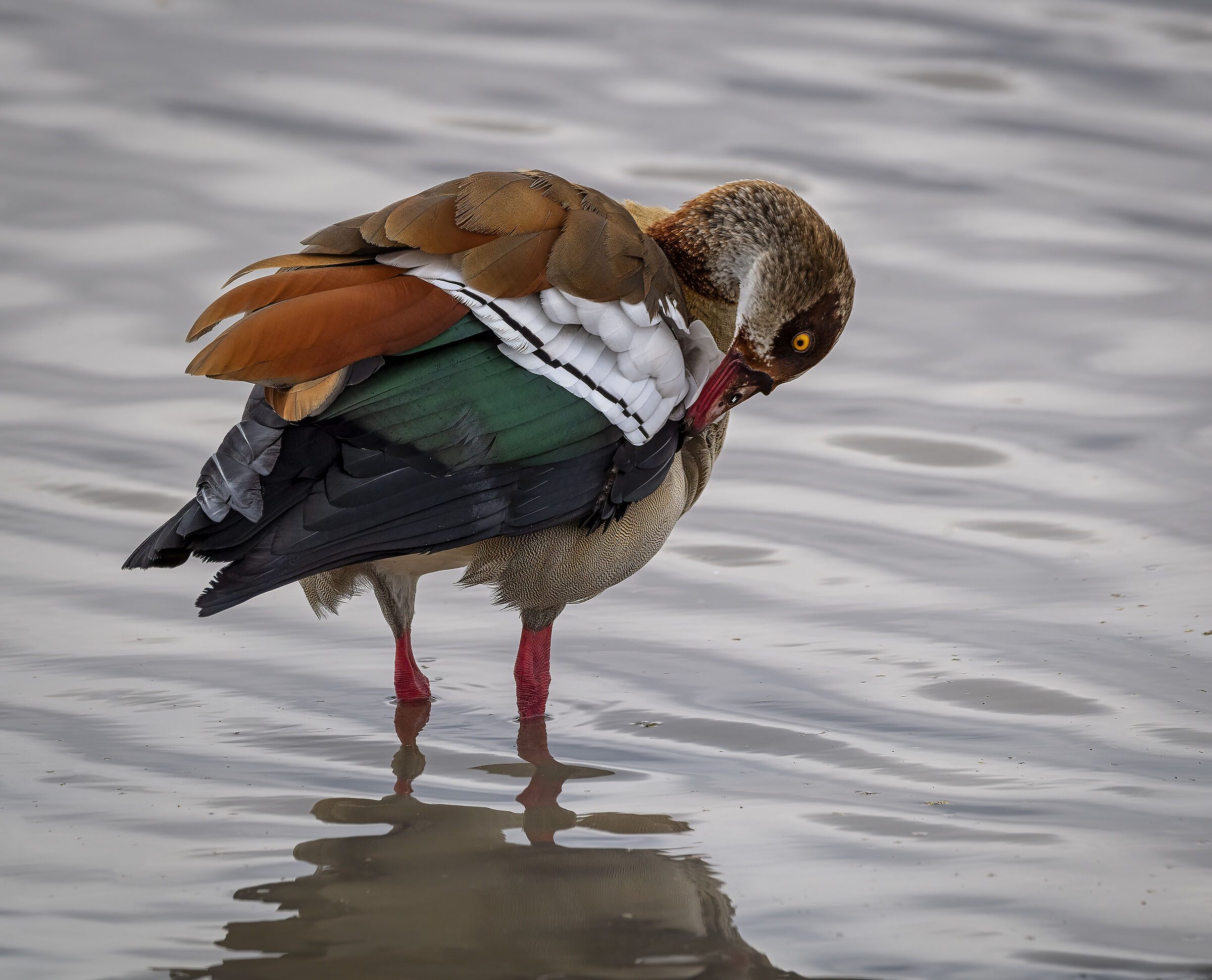 Nairobi National Park