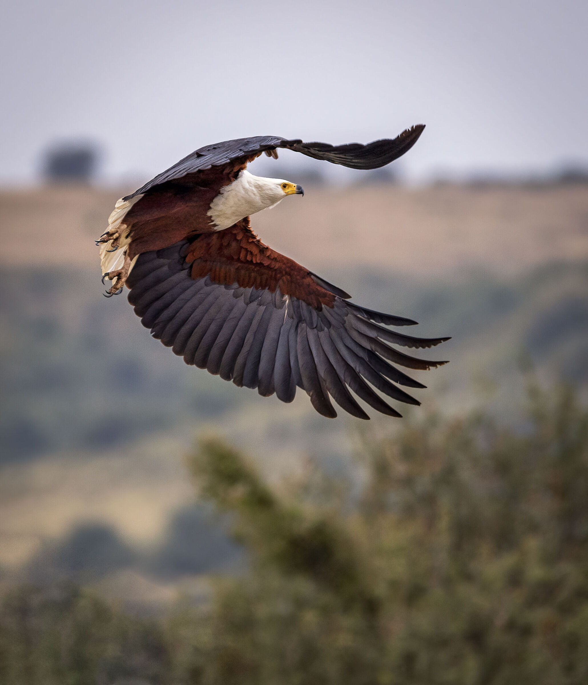 Aquila pescatrice in volo