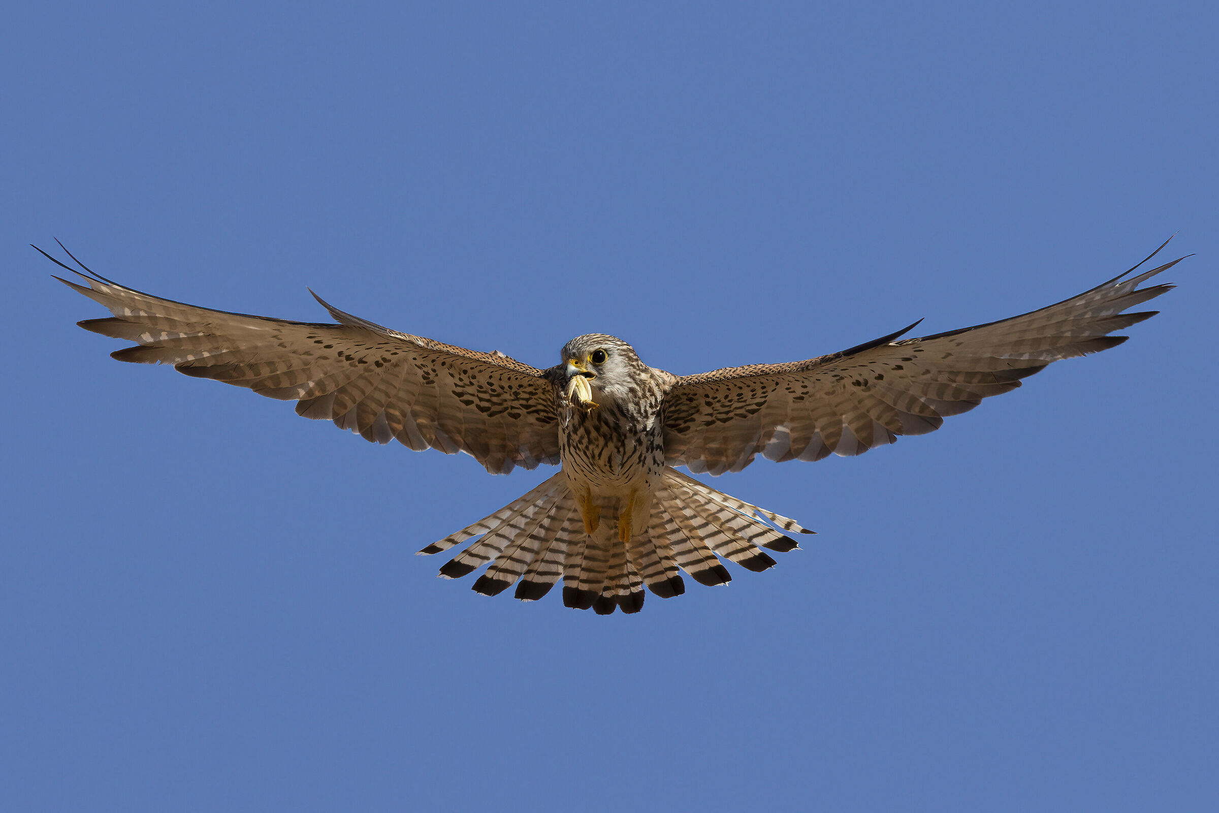 Grillaio femmina in atterraggio