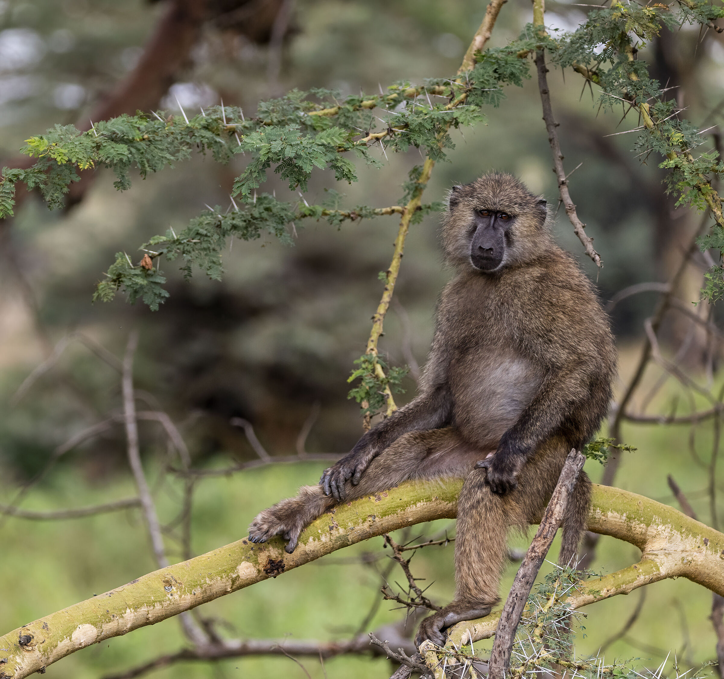 Nairobi National Park