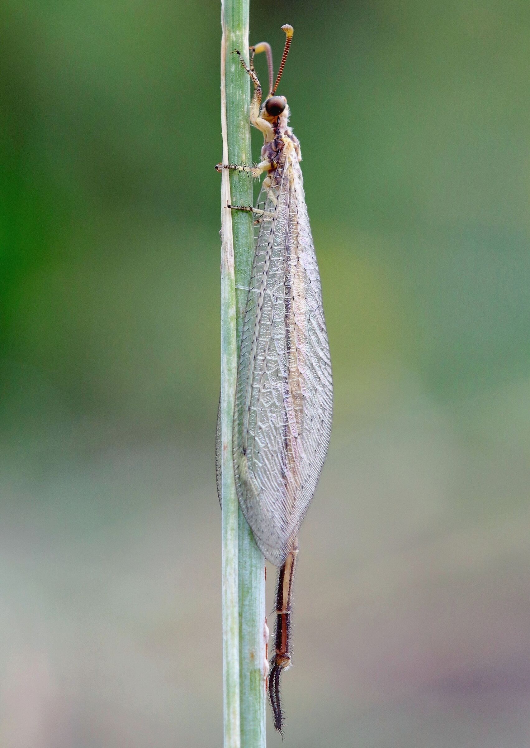 antlion