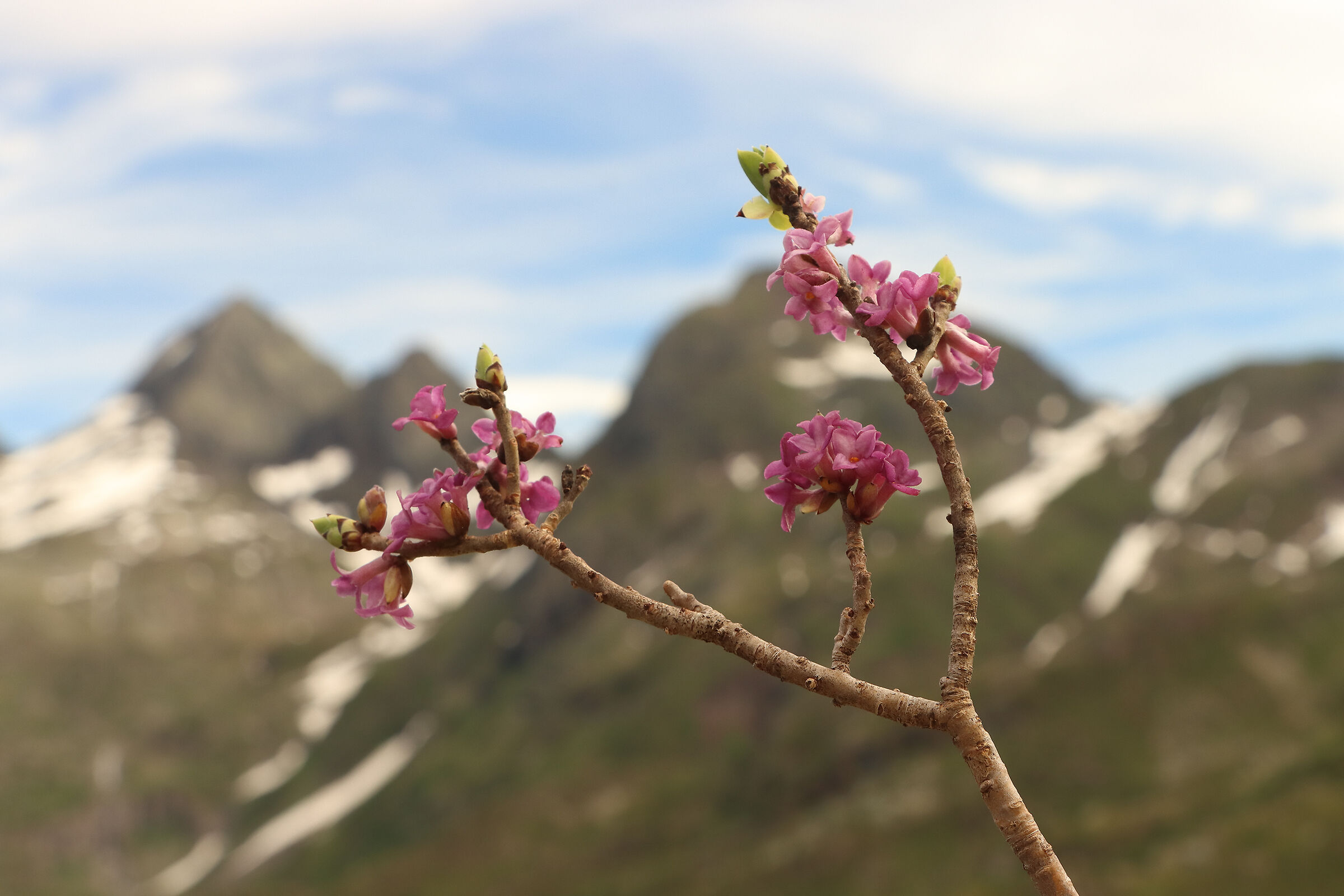 Daphne Mezereum sotto il "Diavolo"