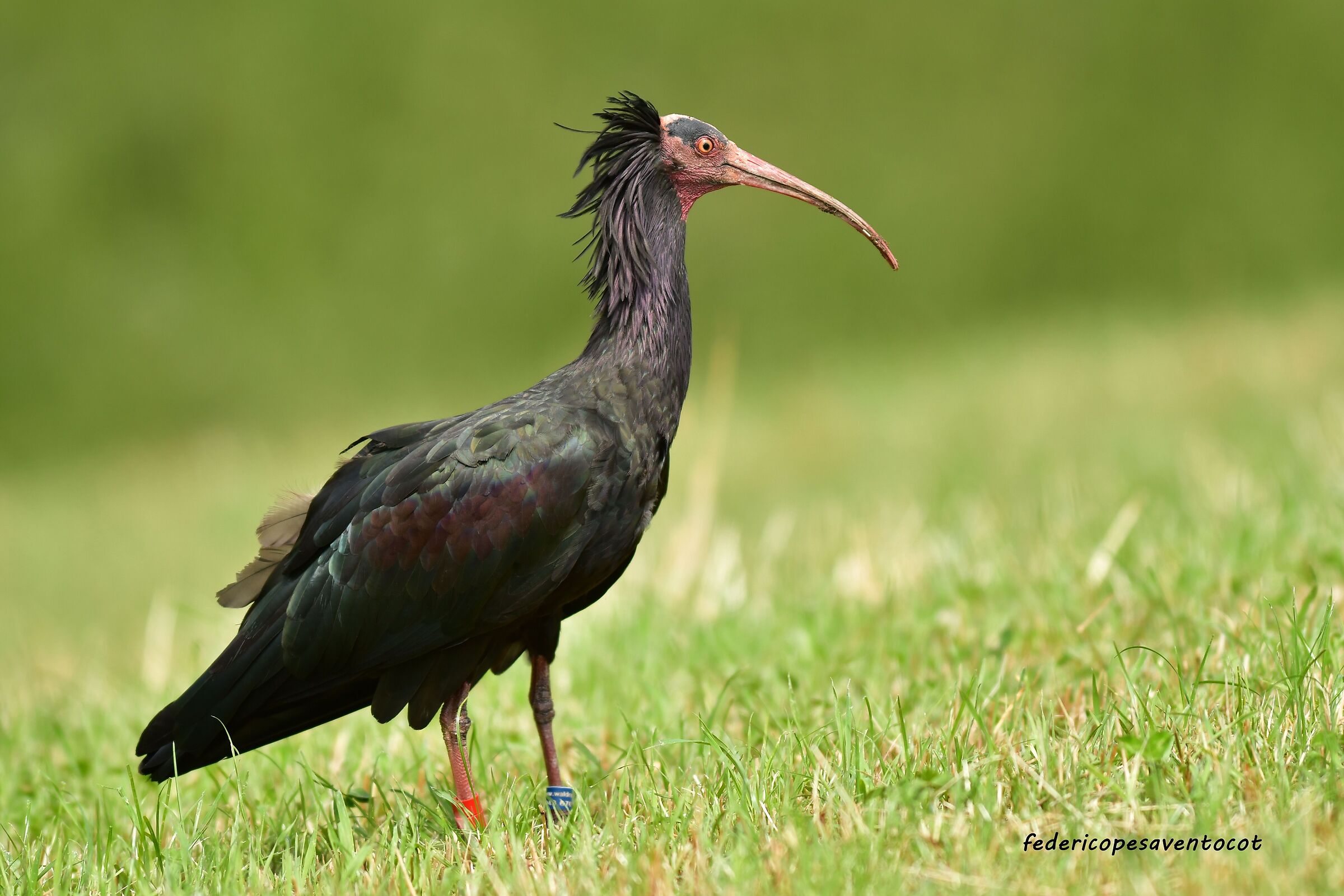 Ibis eremita