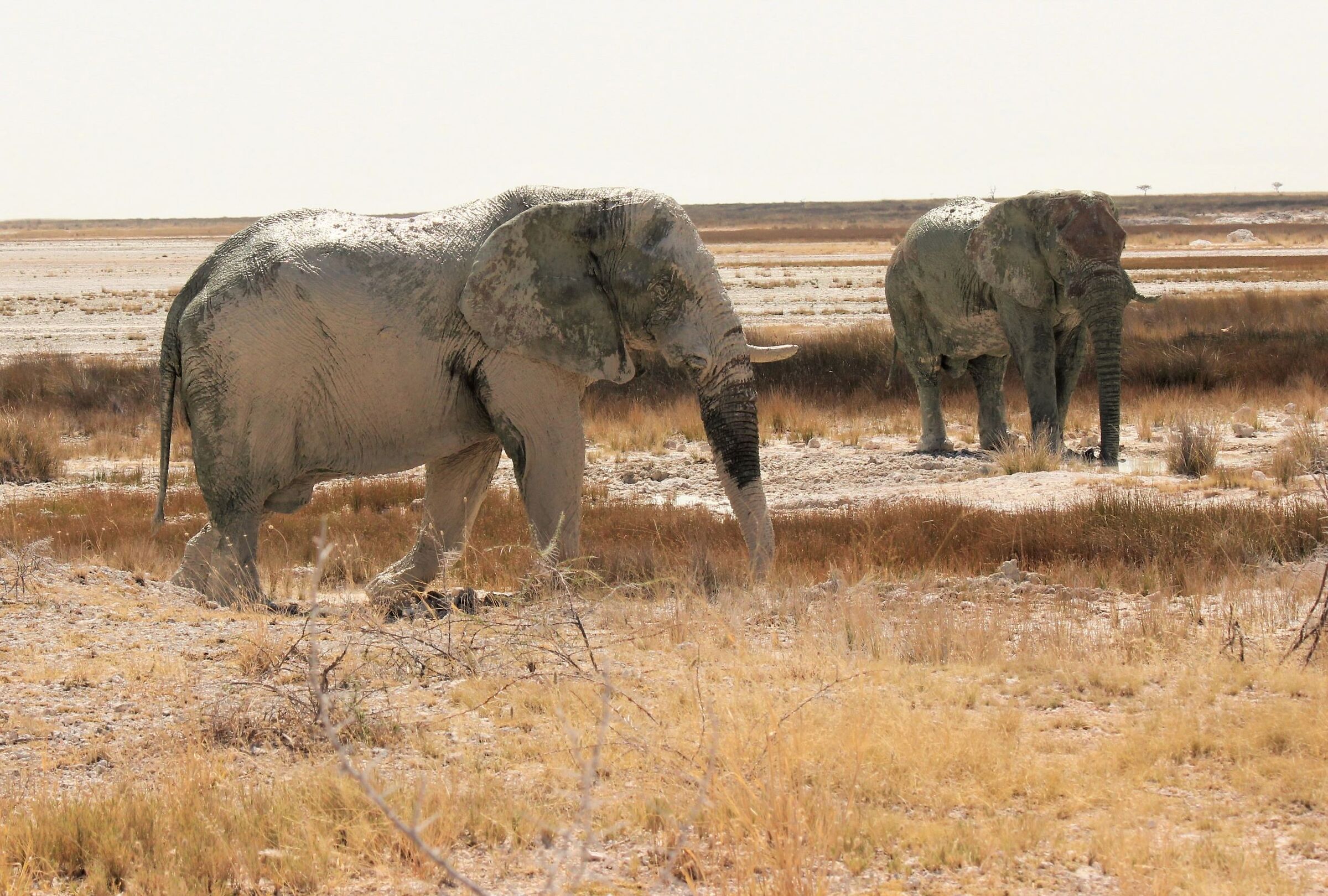 la sorgente della vita