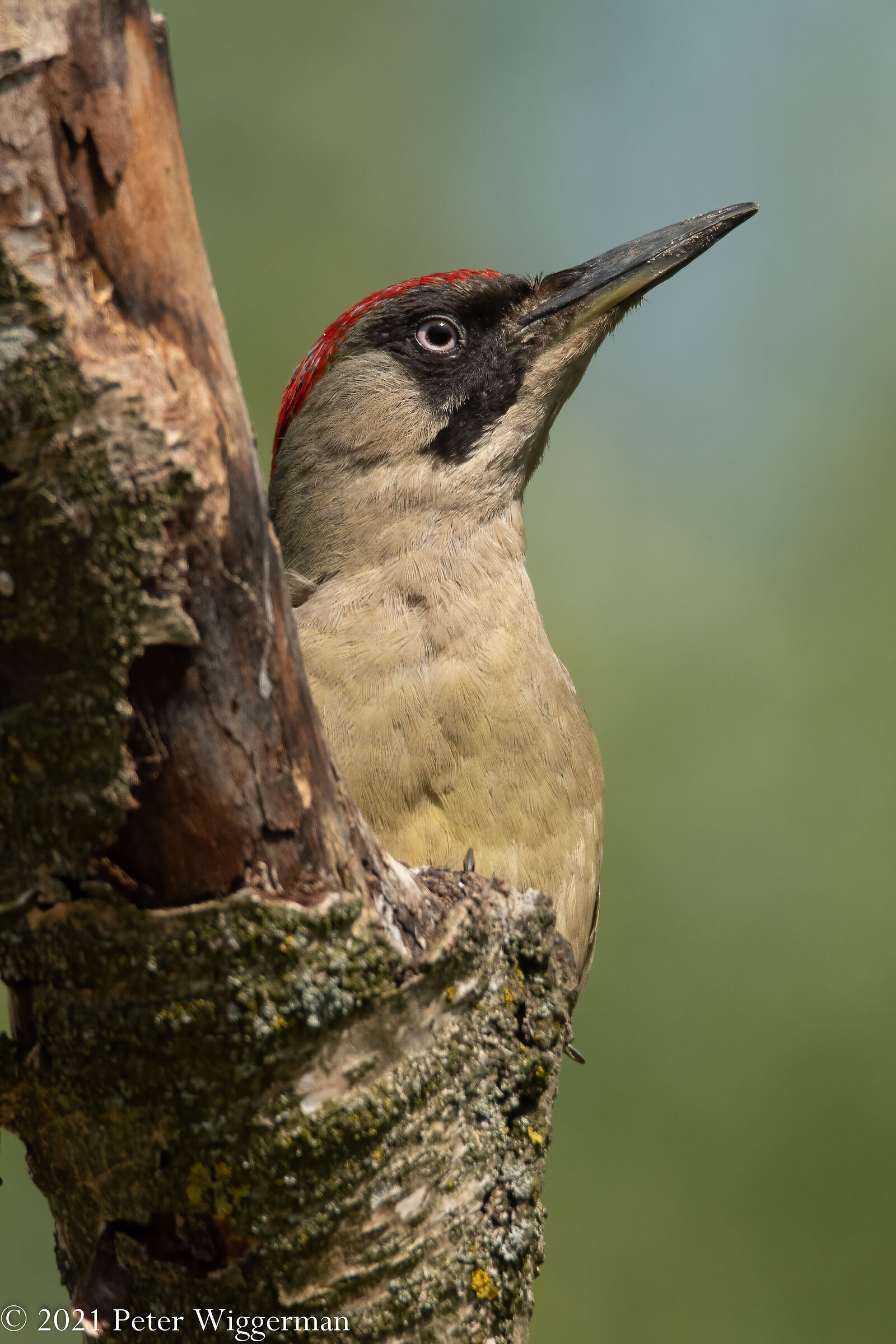 Green woodpecker
