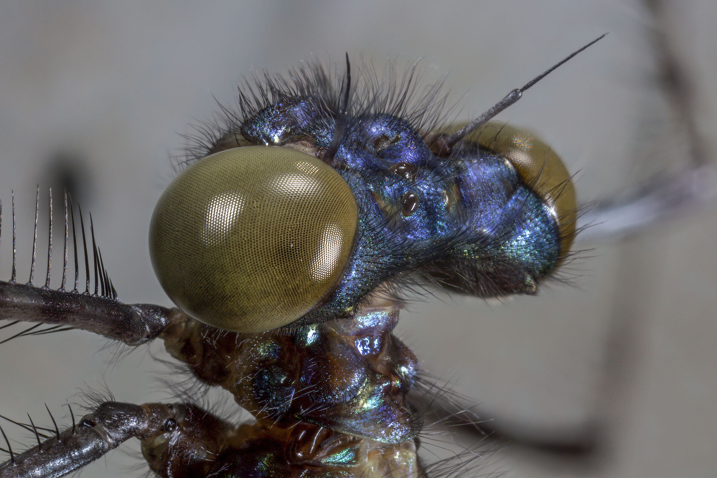 Calopteryx splendens