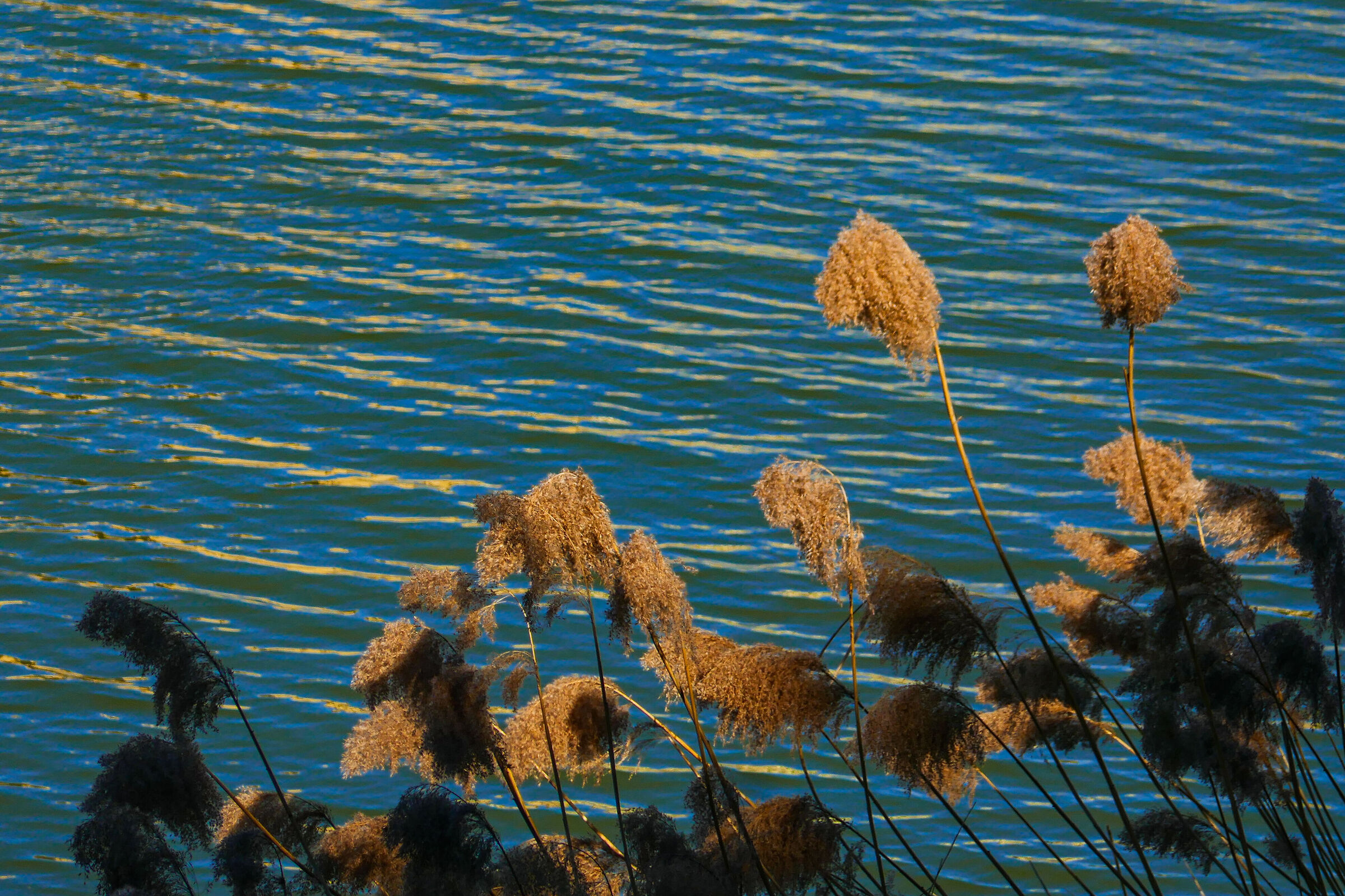 The Arno in Florence 07