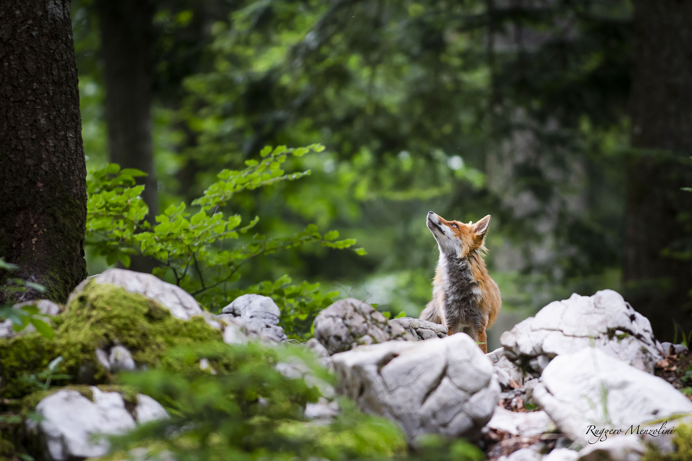fox