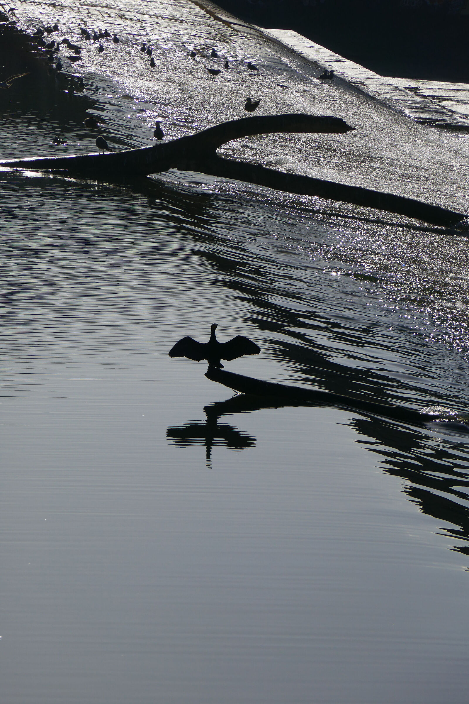 L'Arno a Firenze 04