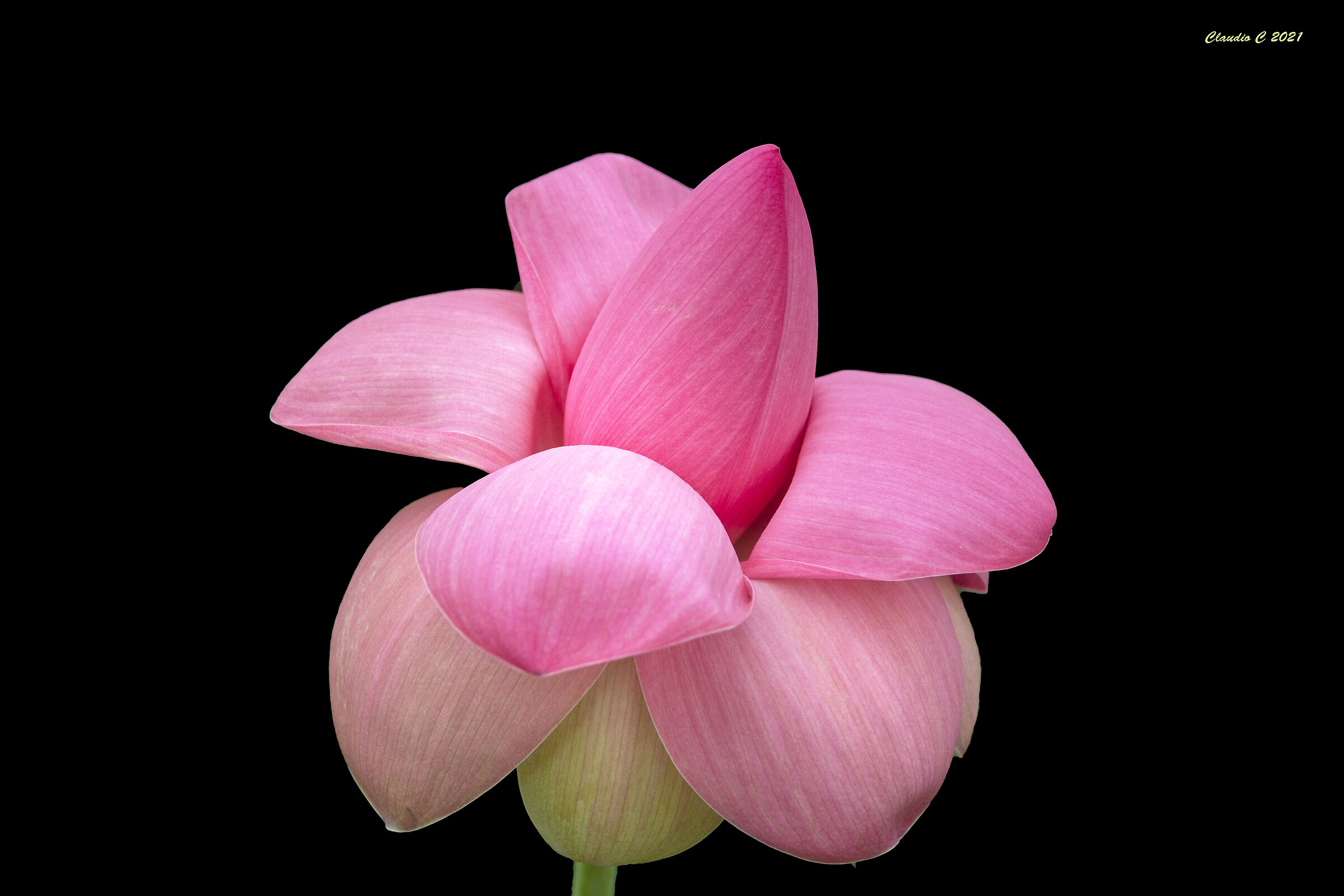 The delicacy of lotus flower