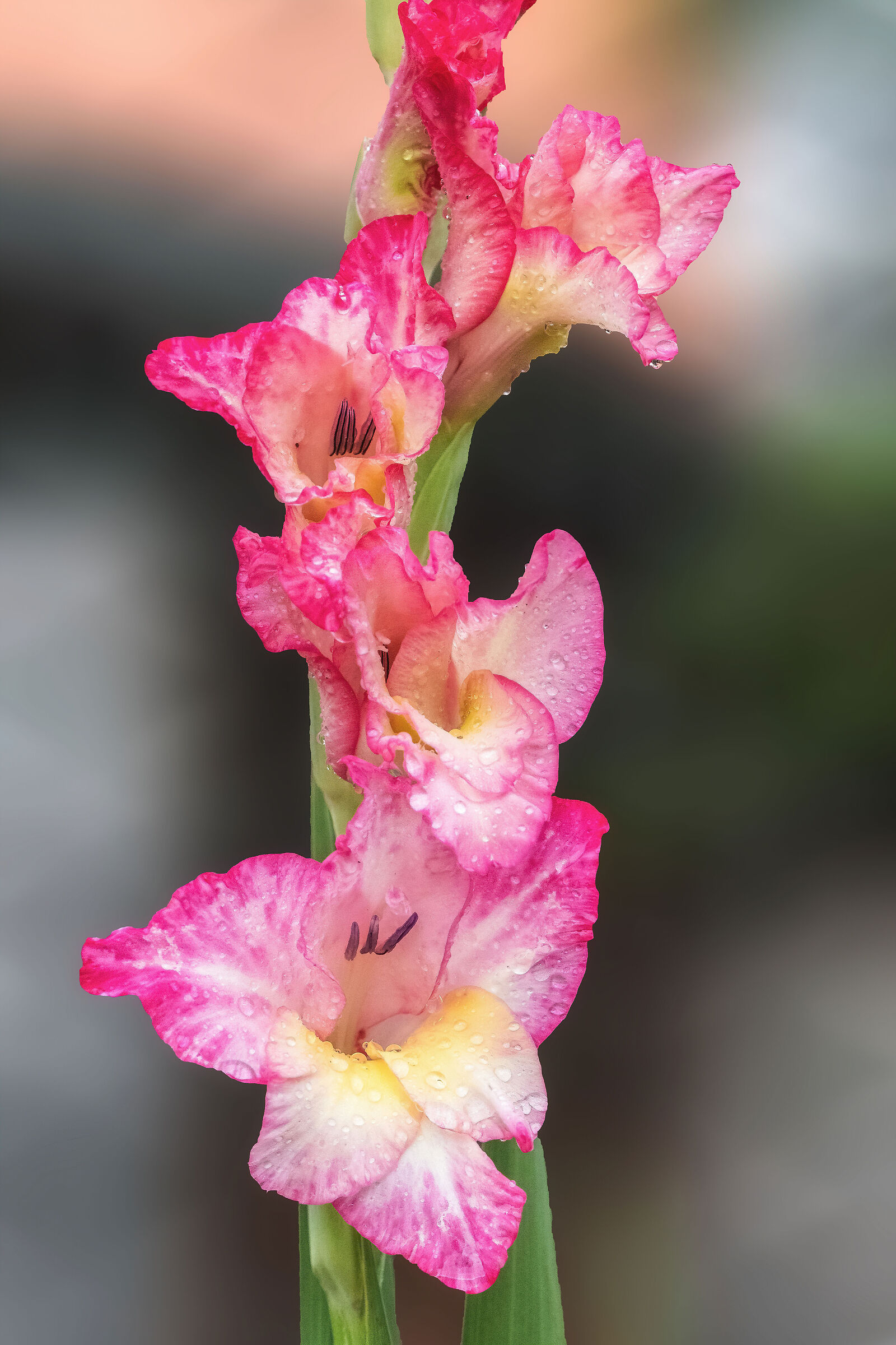 In giardino....dopo la pioggia.