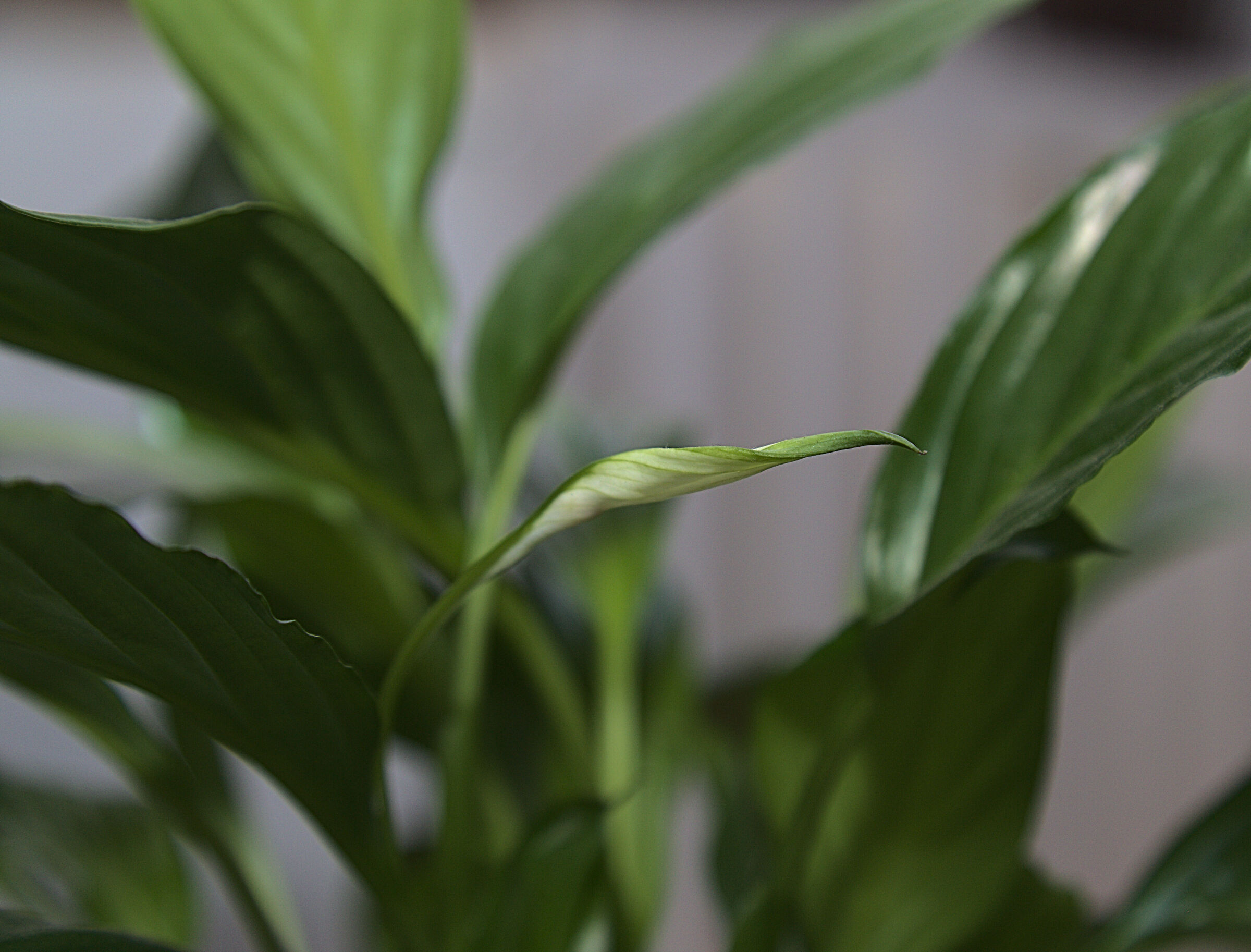 Bocciolo di Spatiphillum Wallisii