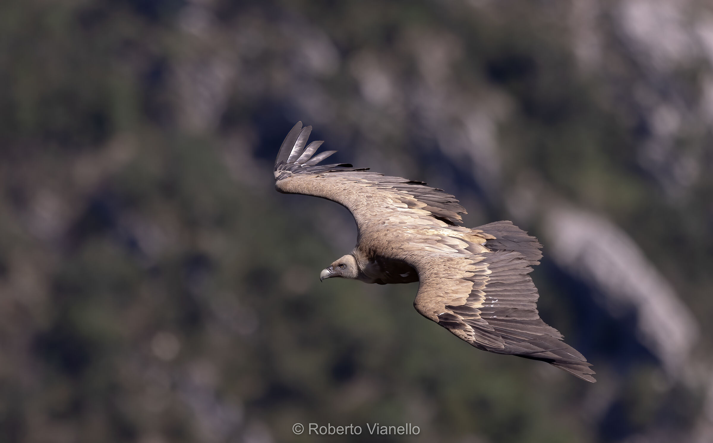 Grifone (Gyps fulvus)