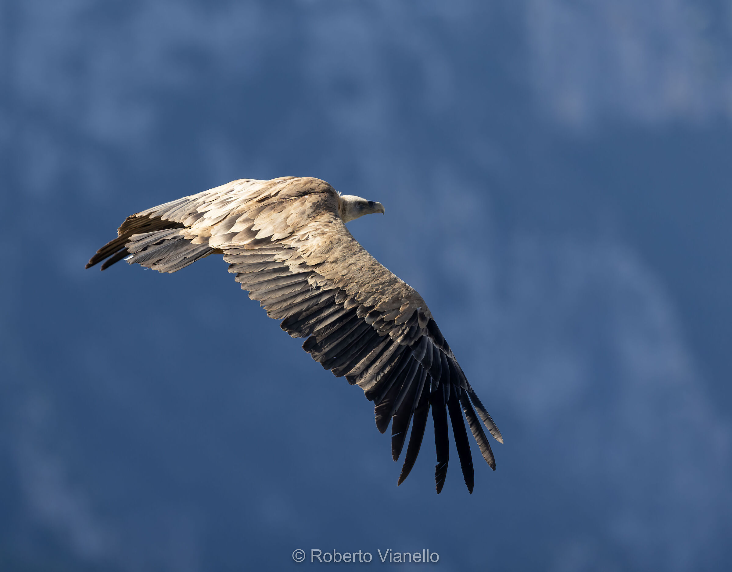 Grifone (Gyps fulvus)