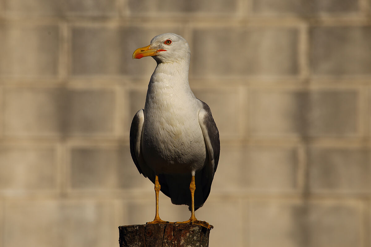 herring gull