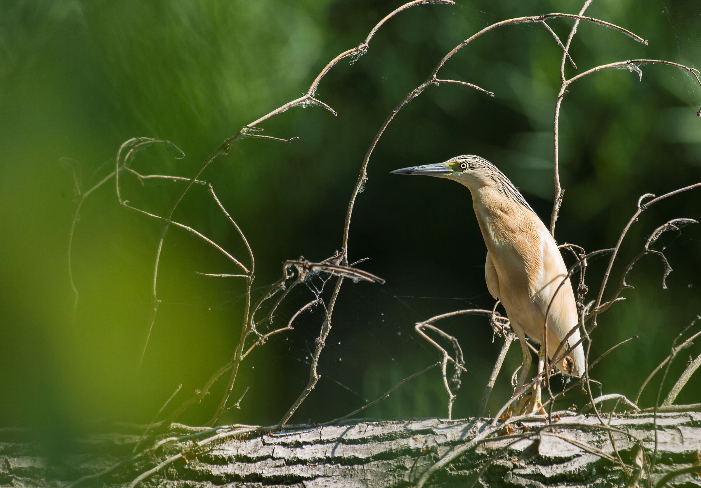 Mimetismo inefficace