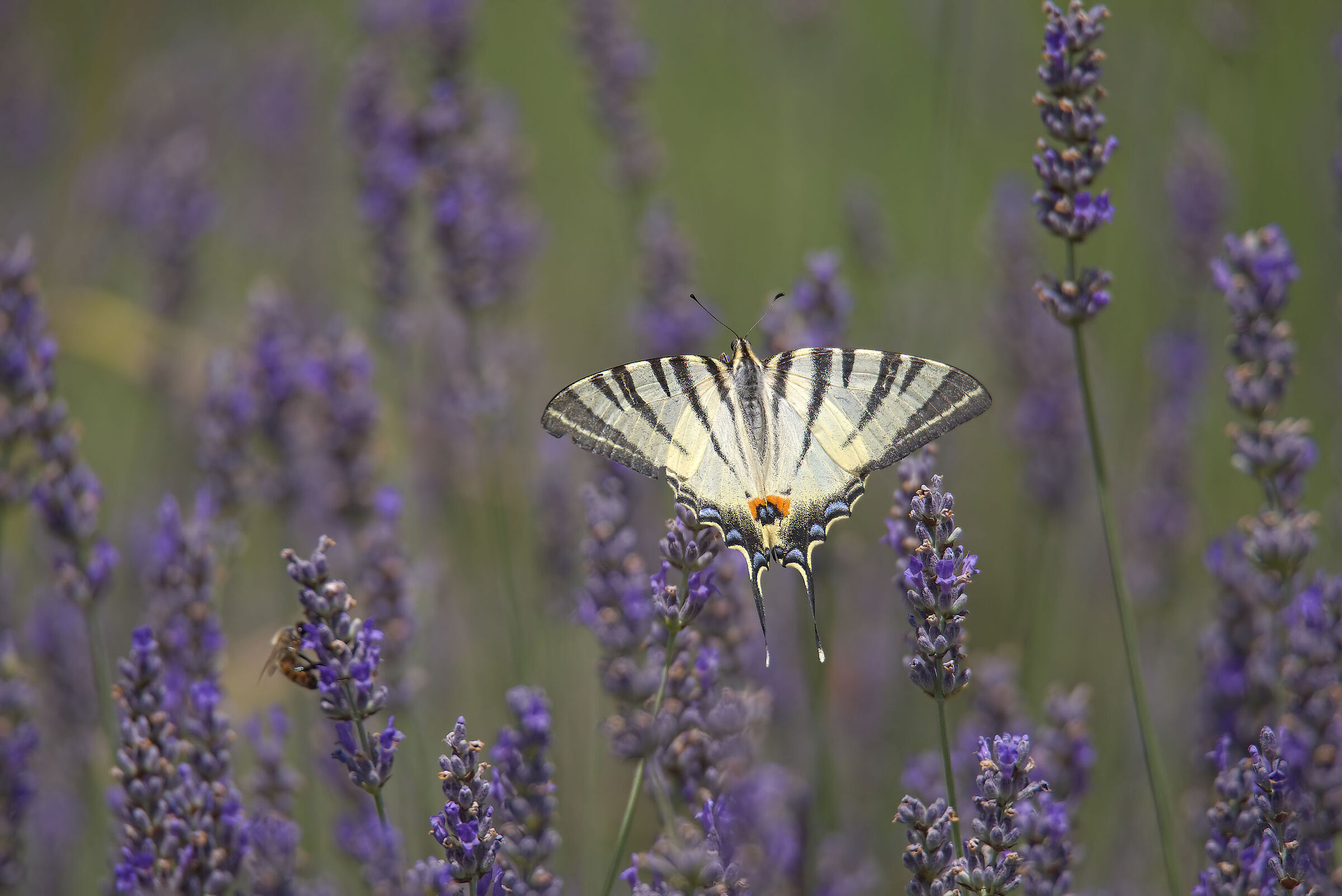 Iphiclides podalirius