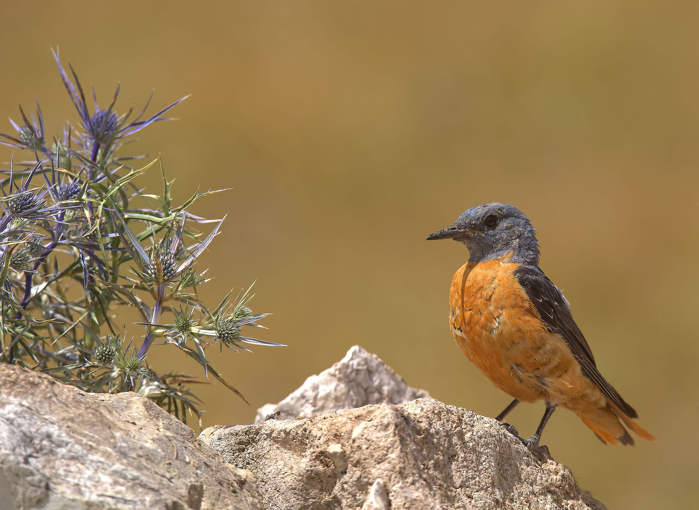 Male redstart