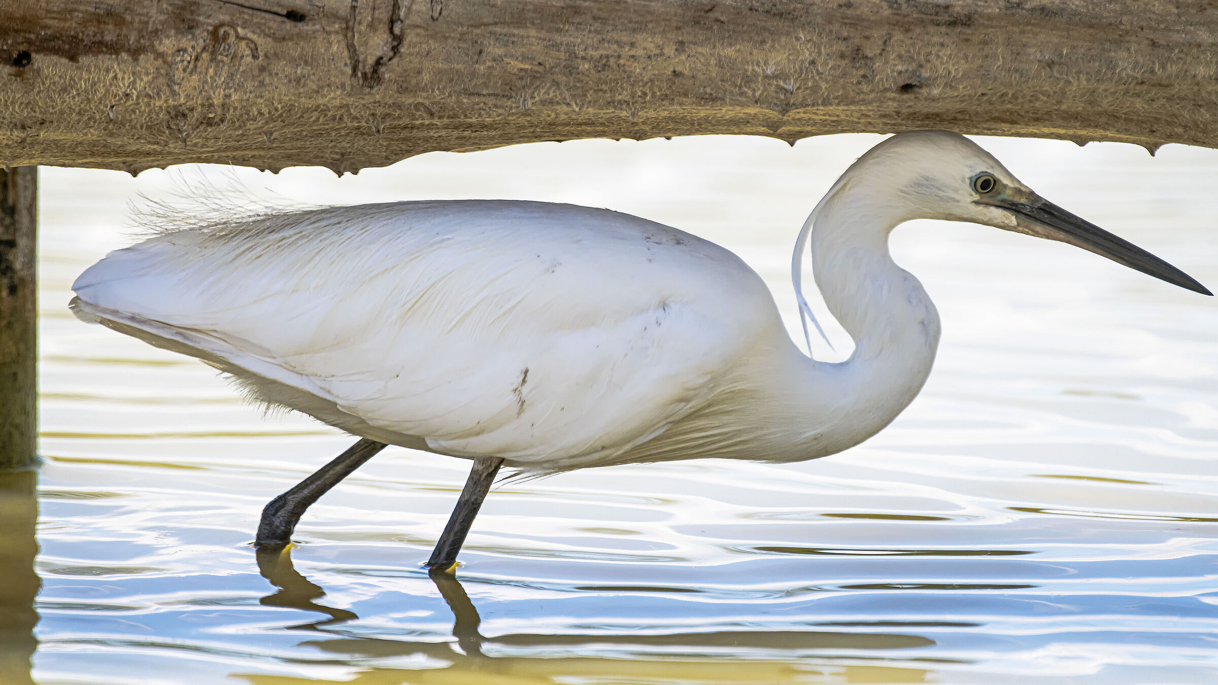 In the shade of the trunk