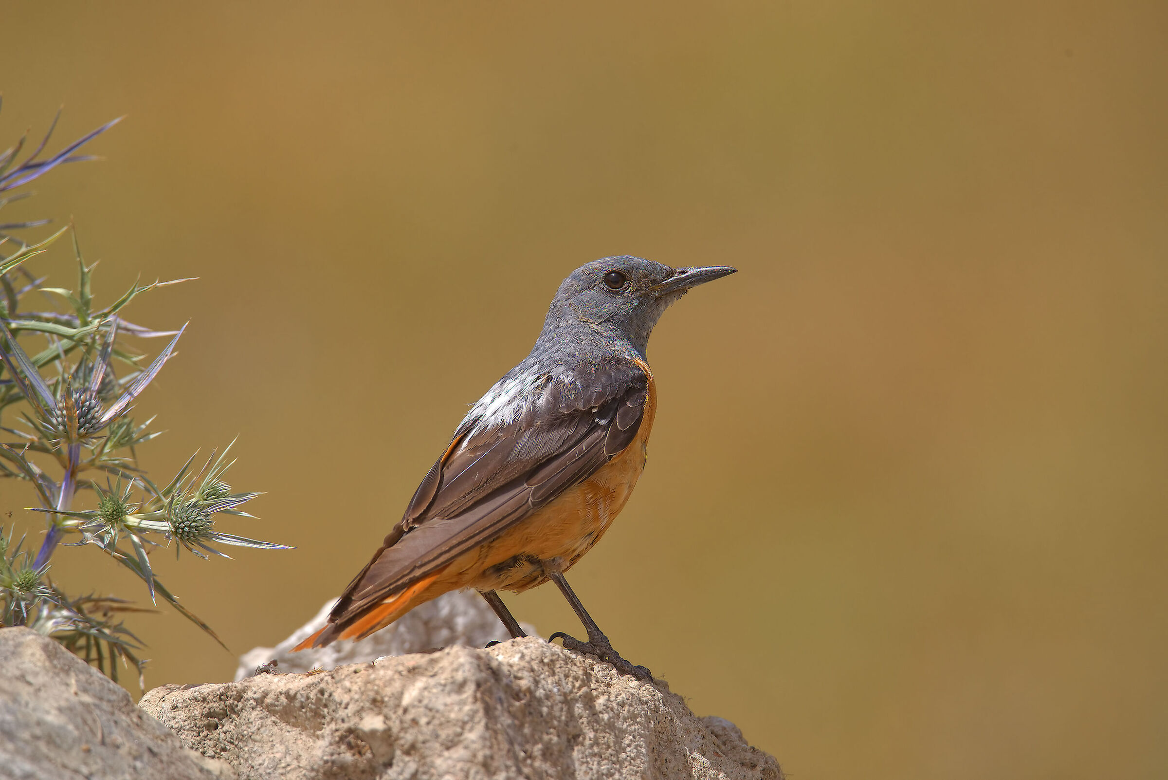 Male redstart