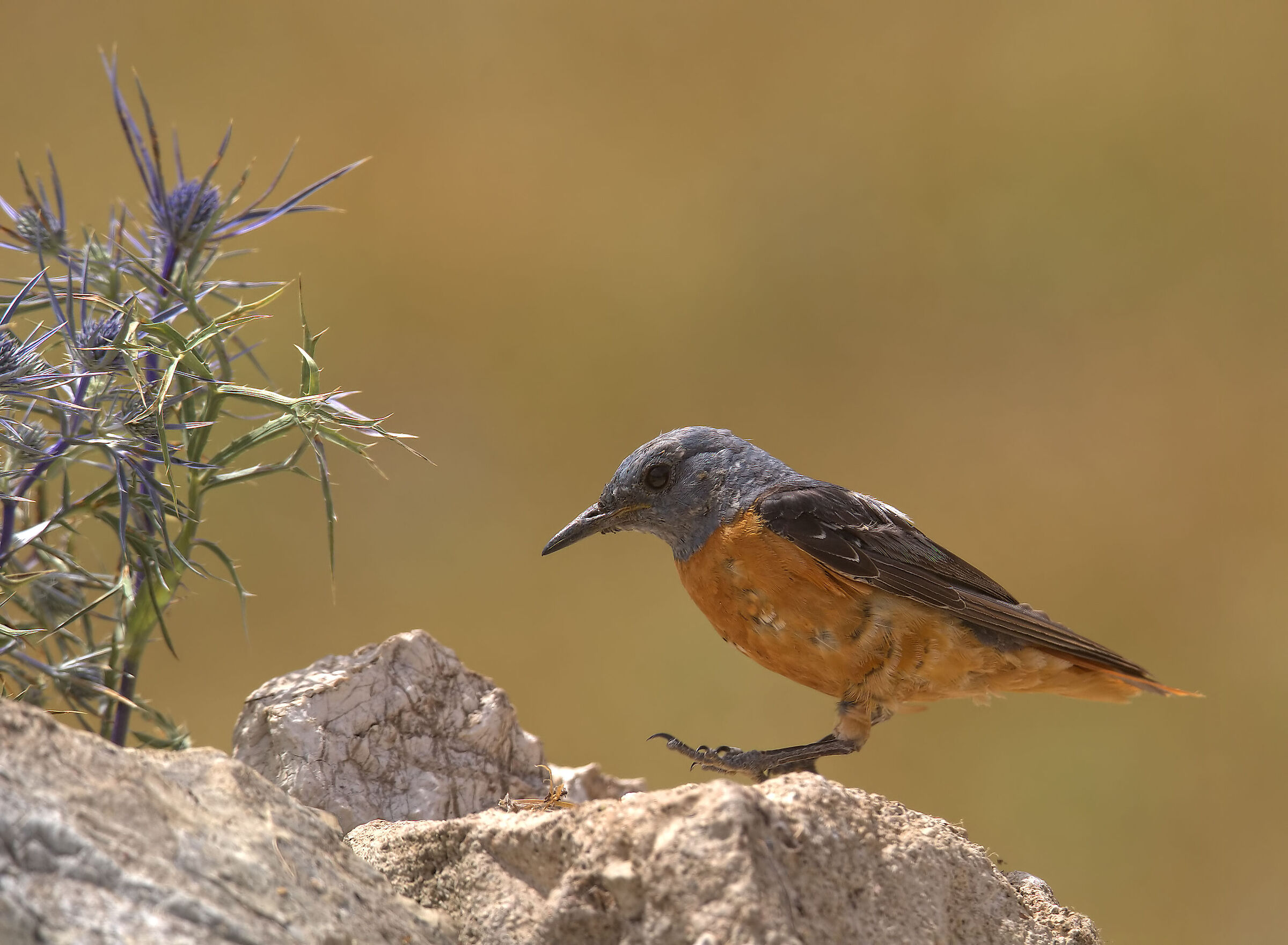 Male redstart