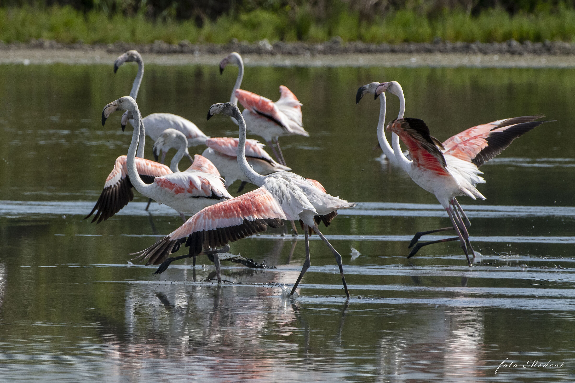 La corsa dei fenicotteri