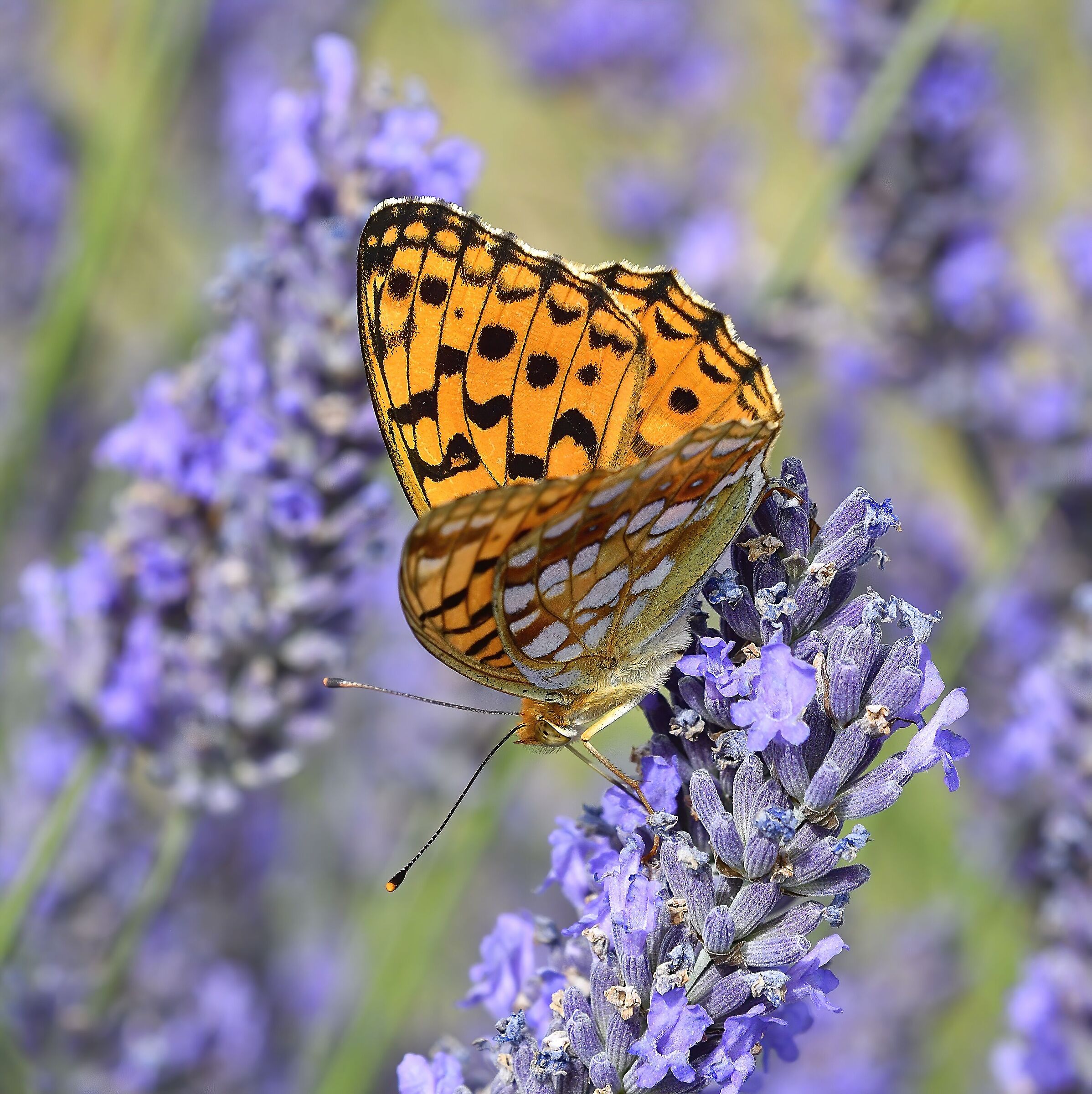 Daphne sulla lavanda ...