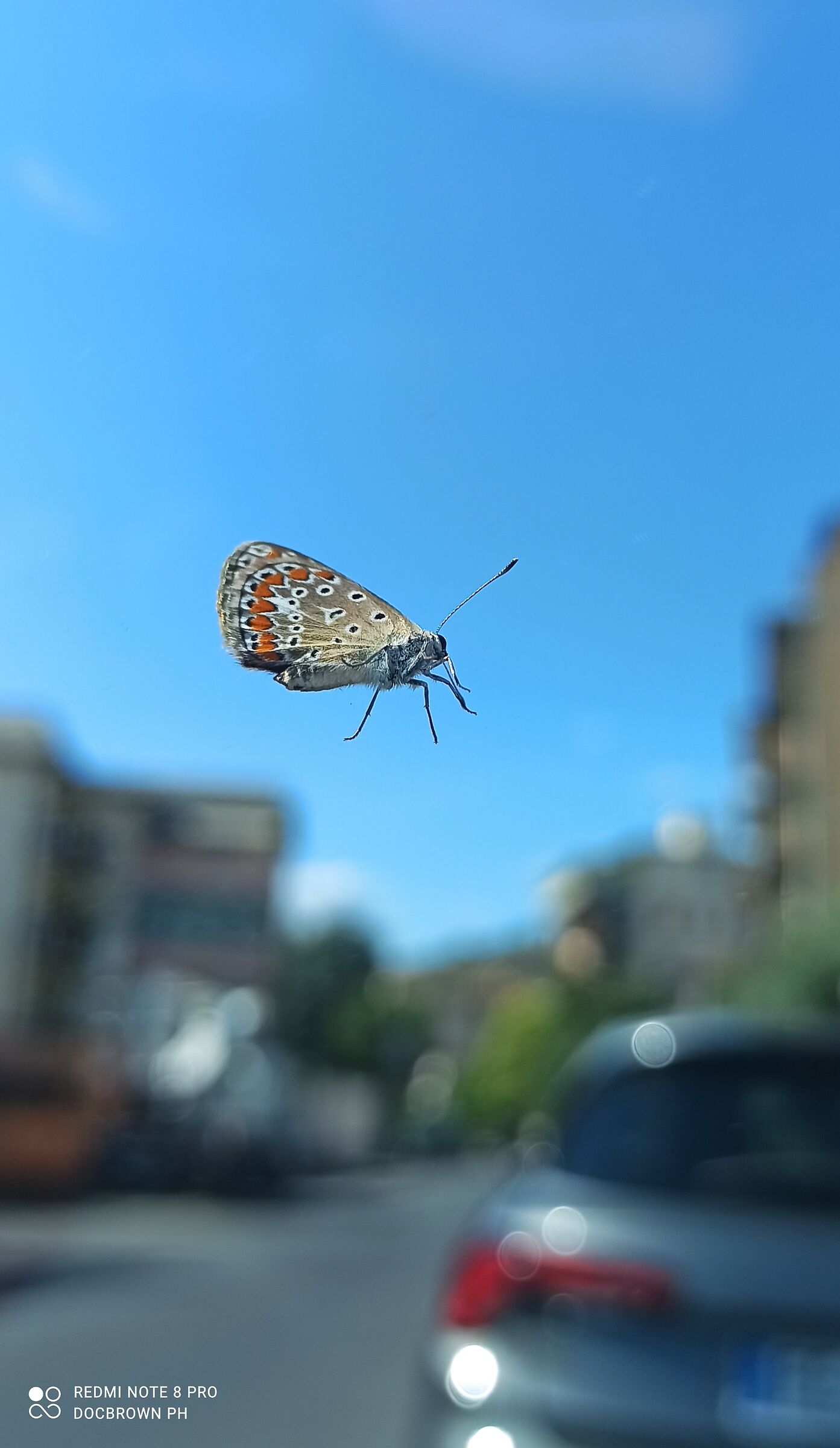 Perfectly timed: farfalla, dettaglio a fuoco