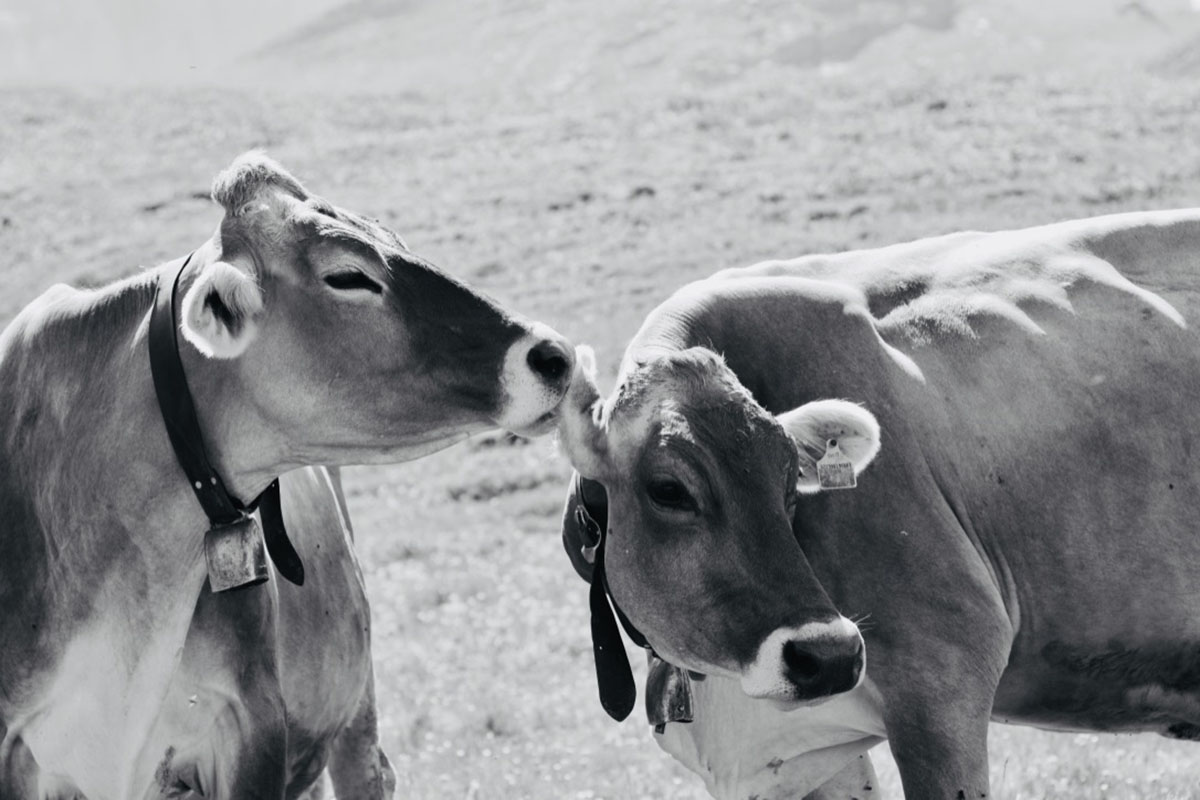 Friends for ... ears