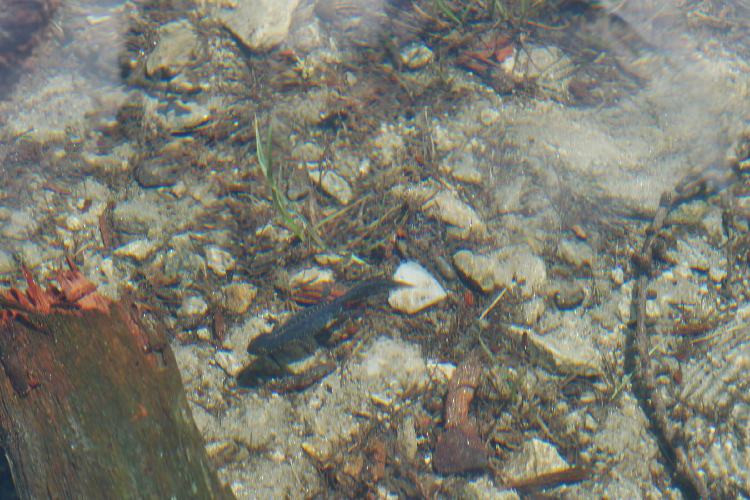 Tritone del Lago Nero