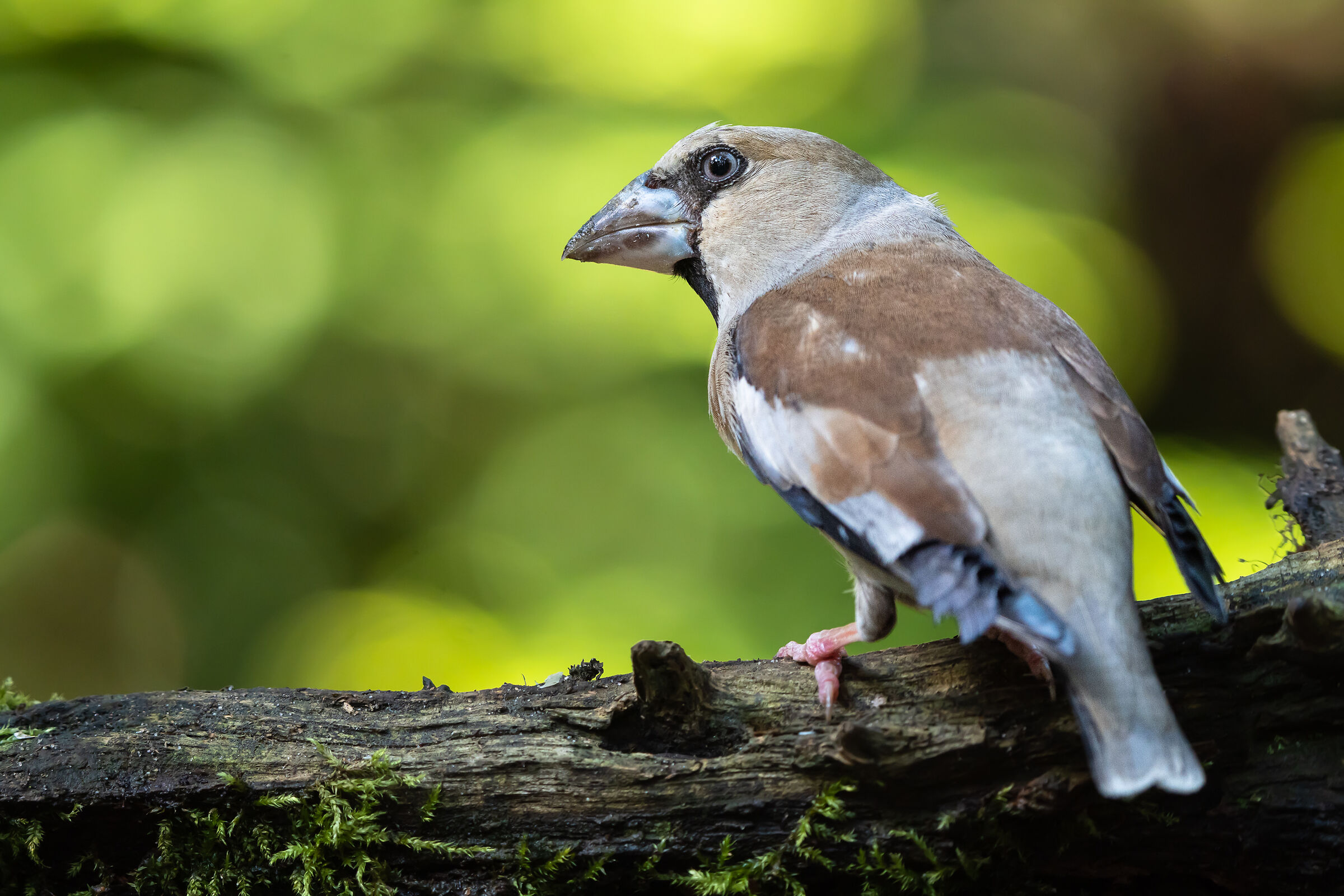 Hawfinch (Coccothraustes coccothraustes)