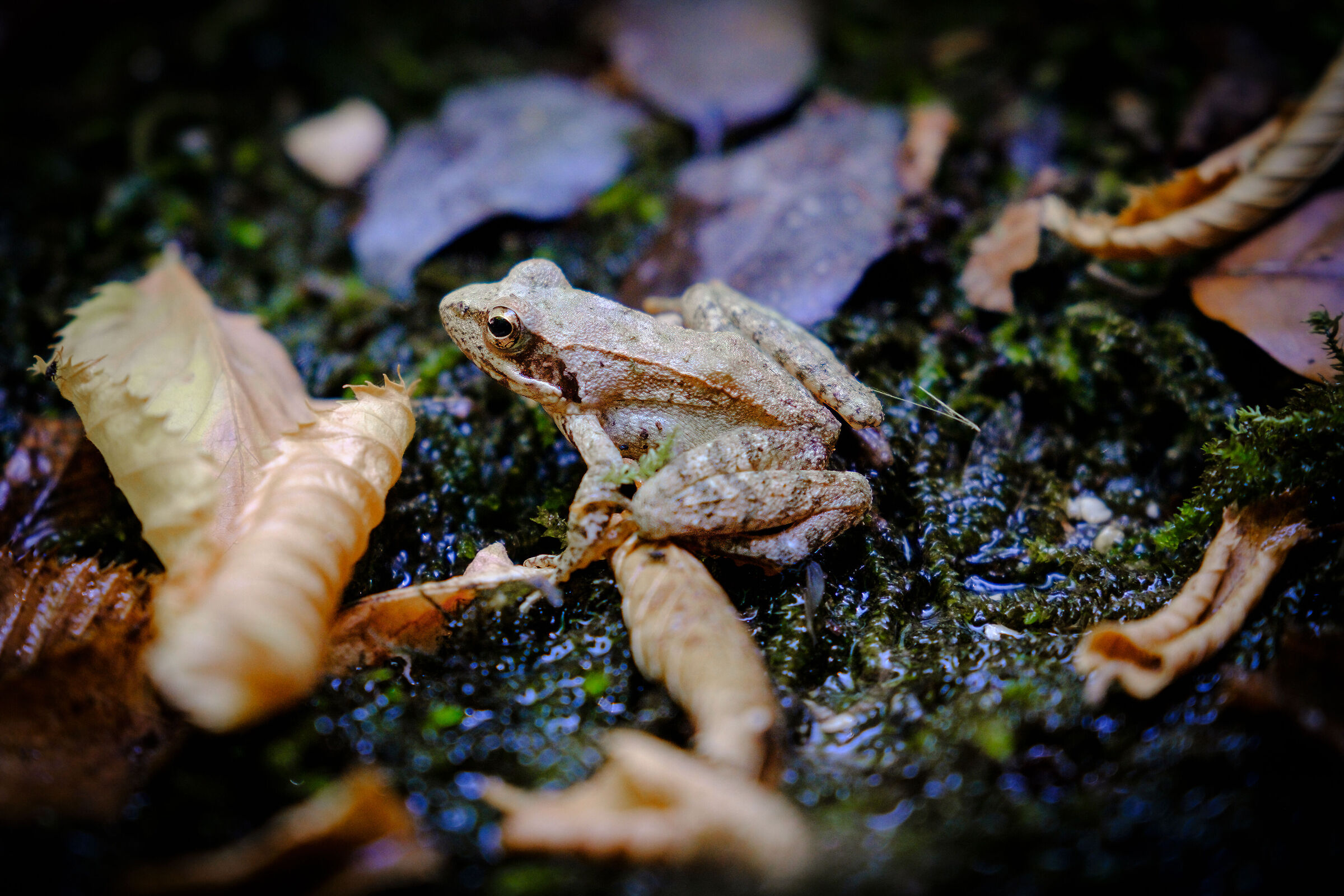 Creatures from the Orfento