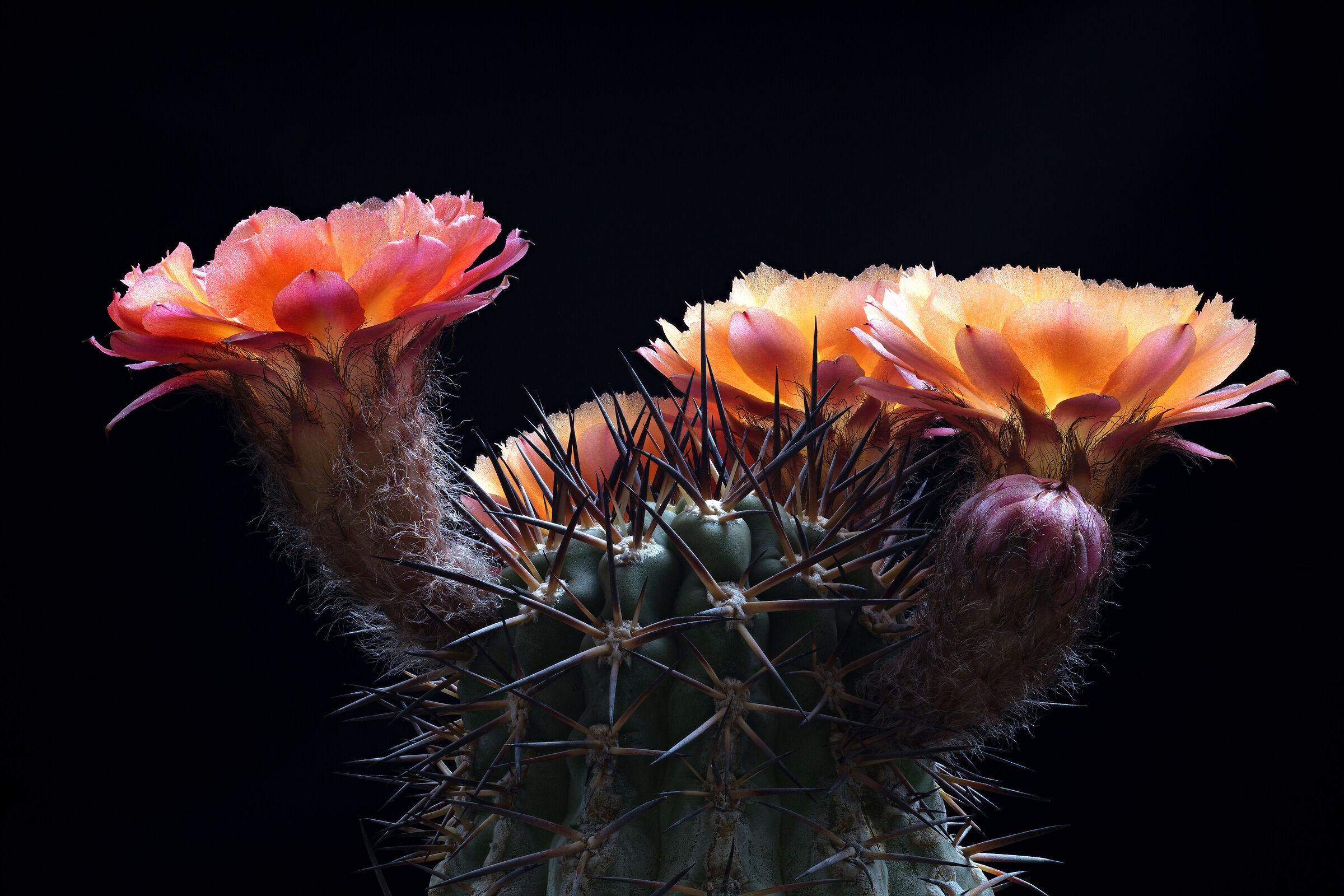 Acanthocalycium glaucum