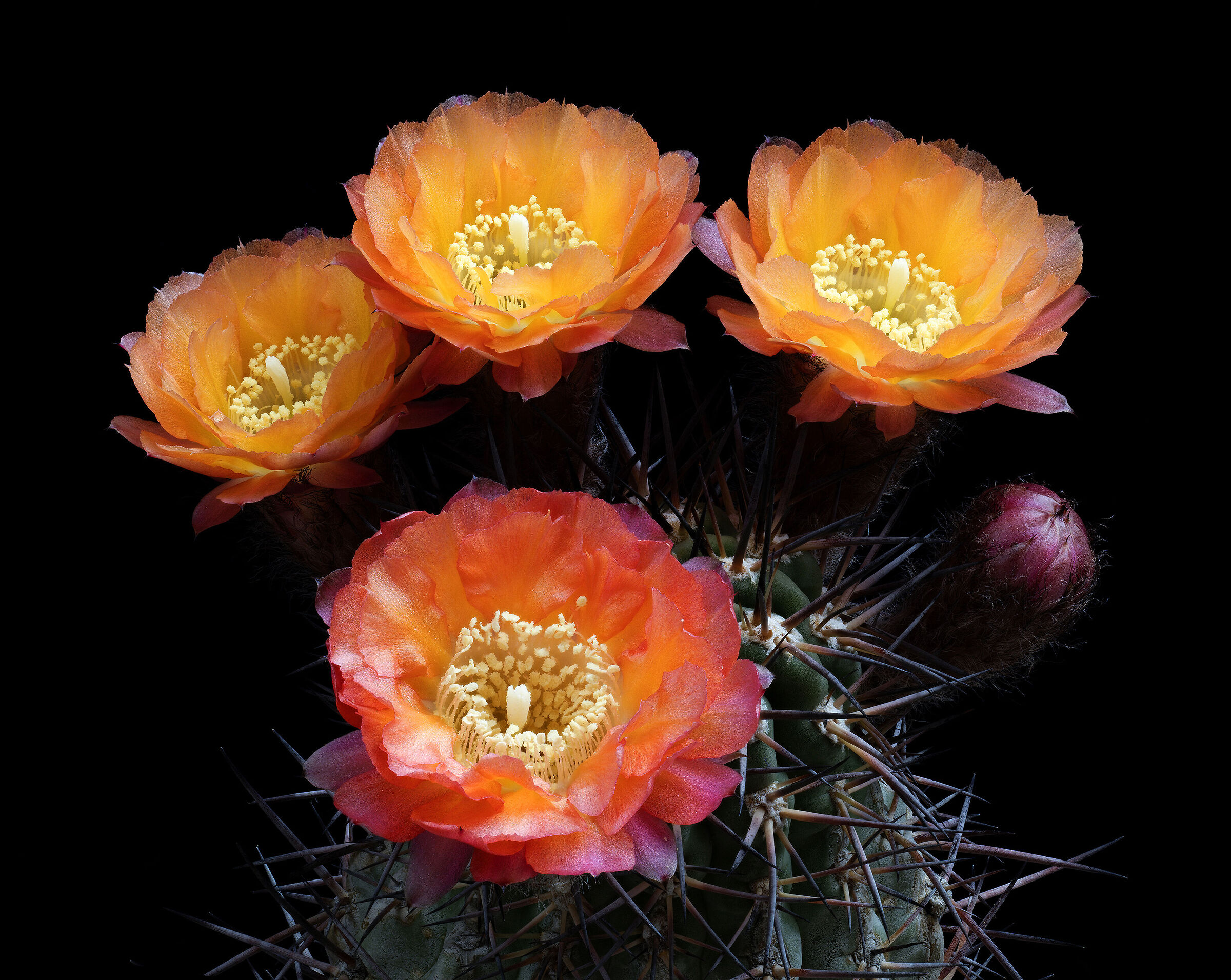 Acanthocalycium glaucum