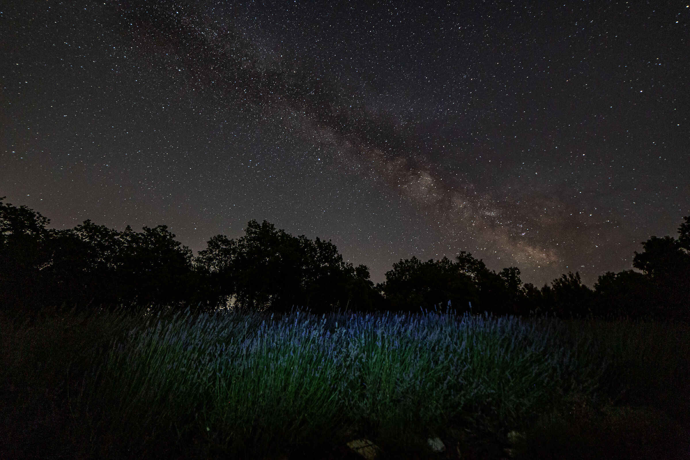 Lavender under the stars