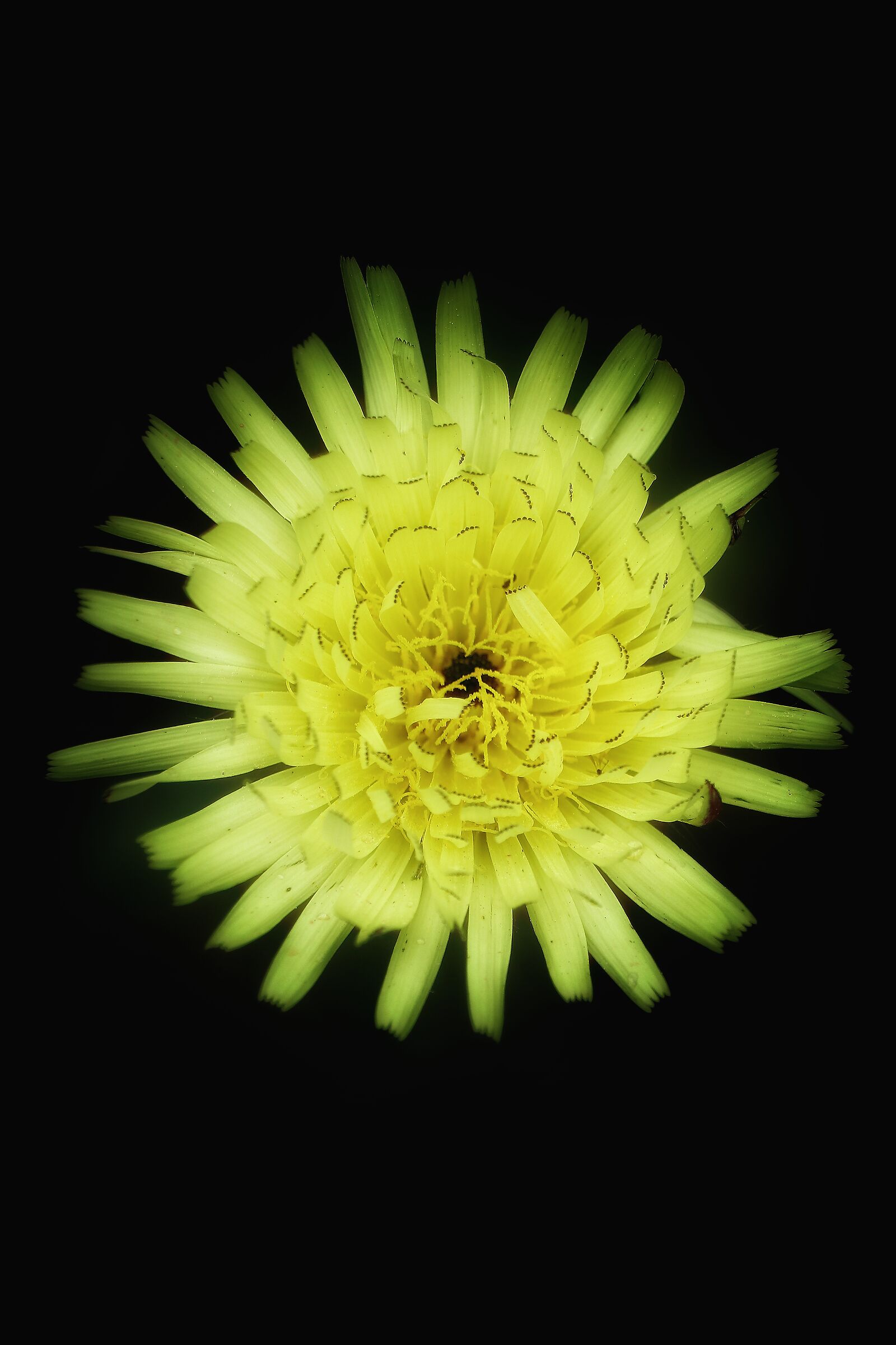 Urospermum dalechampii