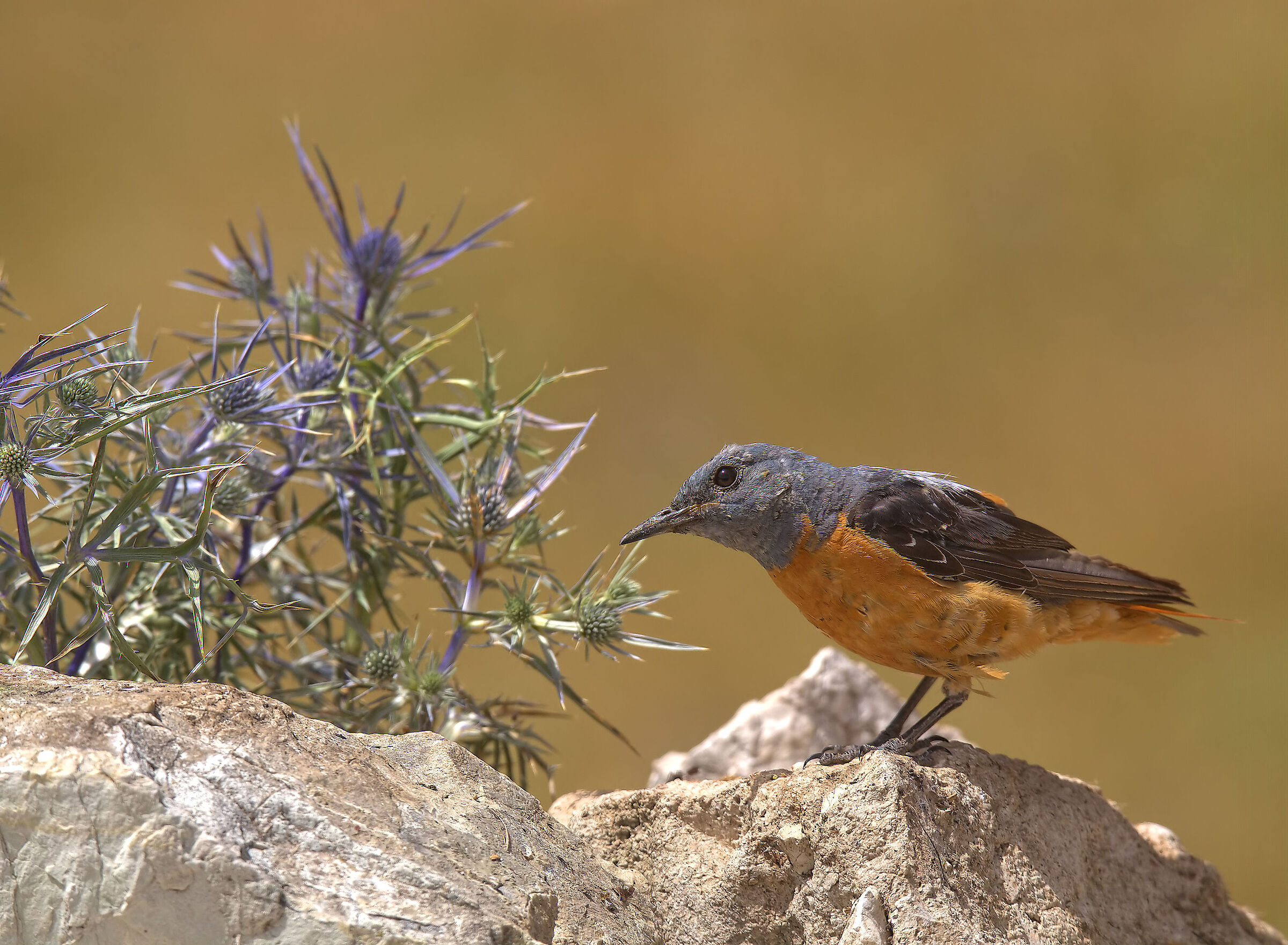 Male redstart