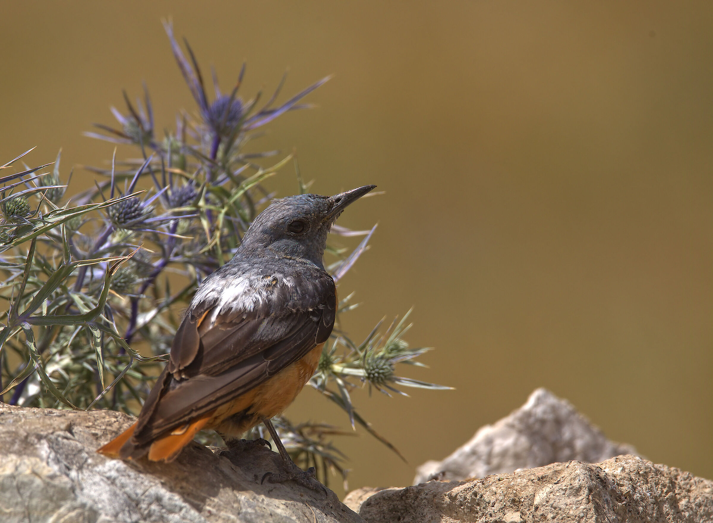 Male redstart