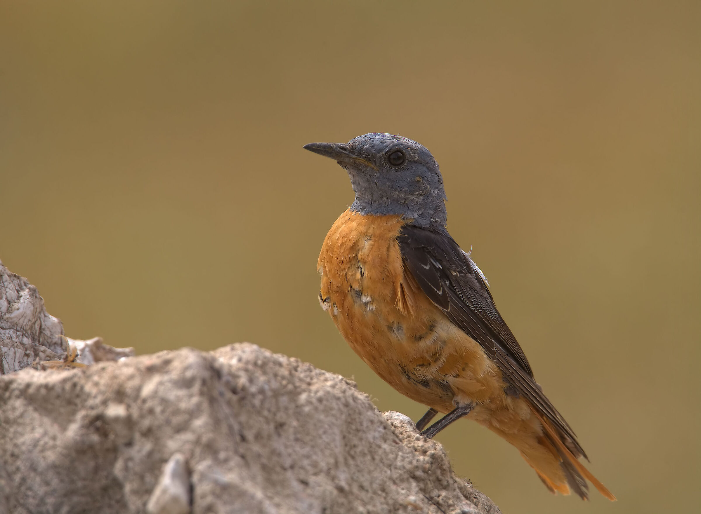 Male redstart