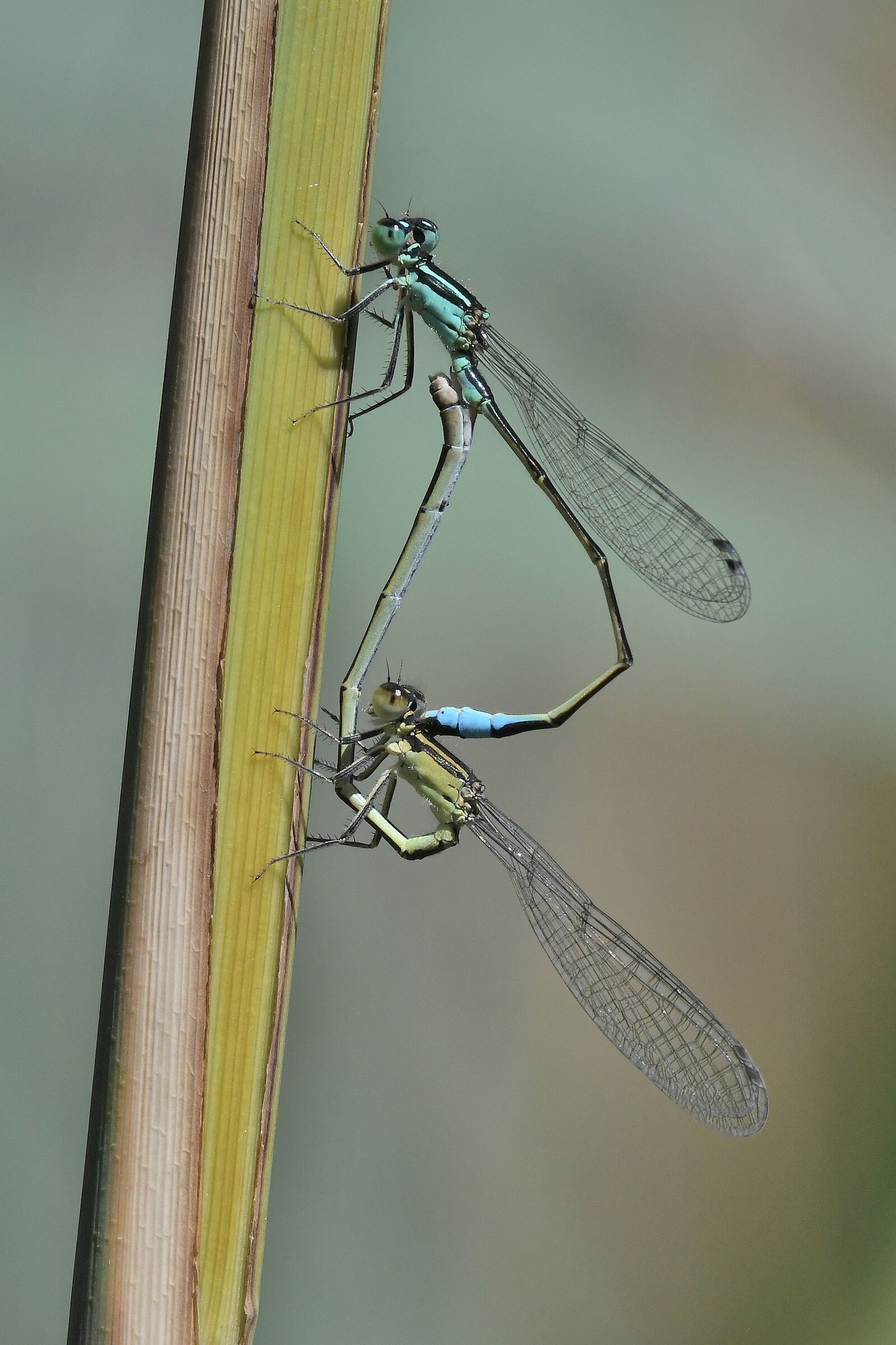 Ischnura elegans