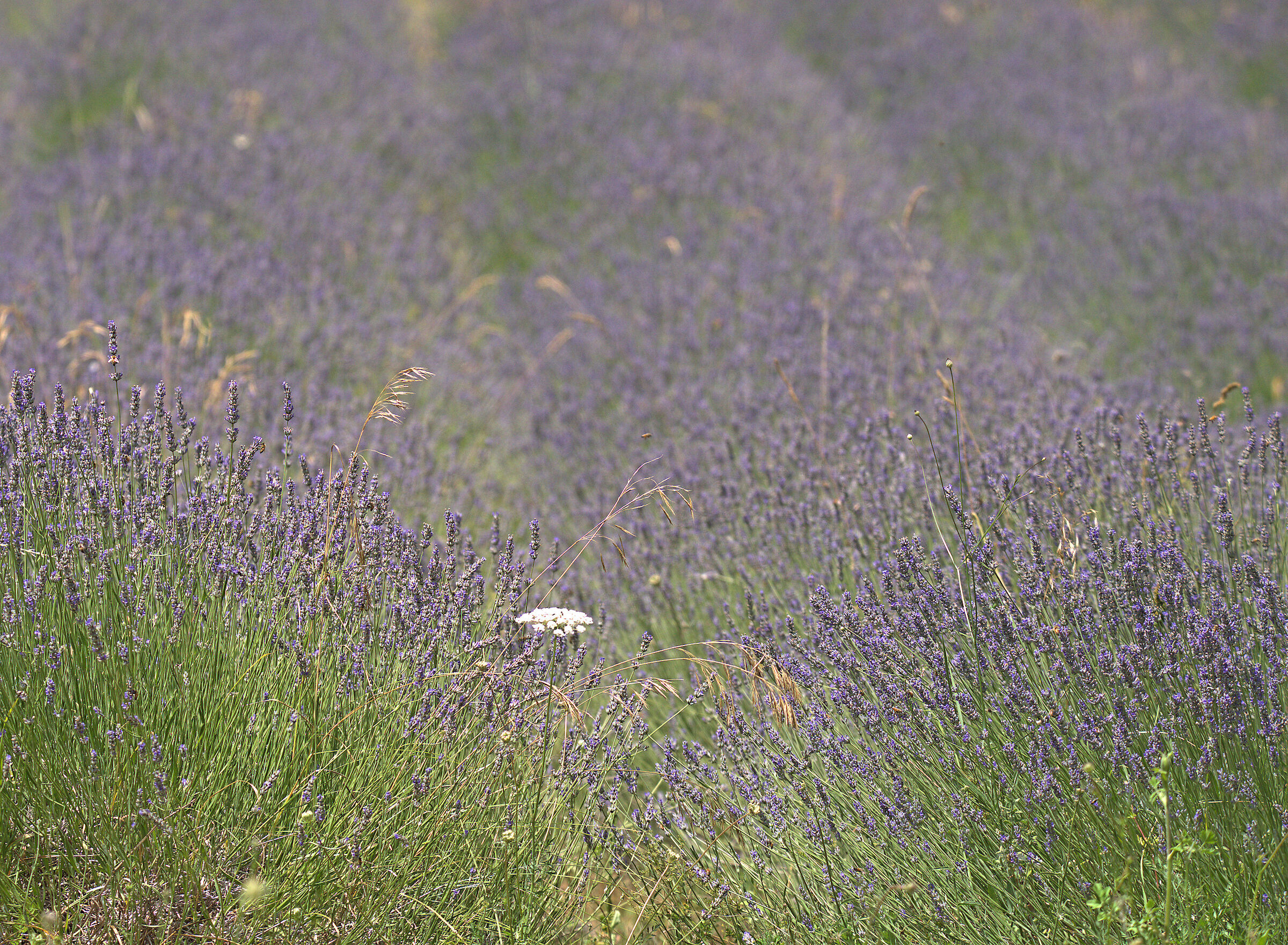 lavender