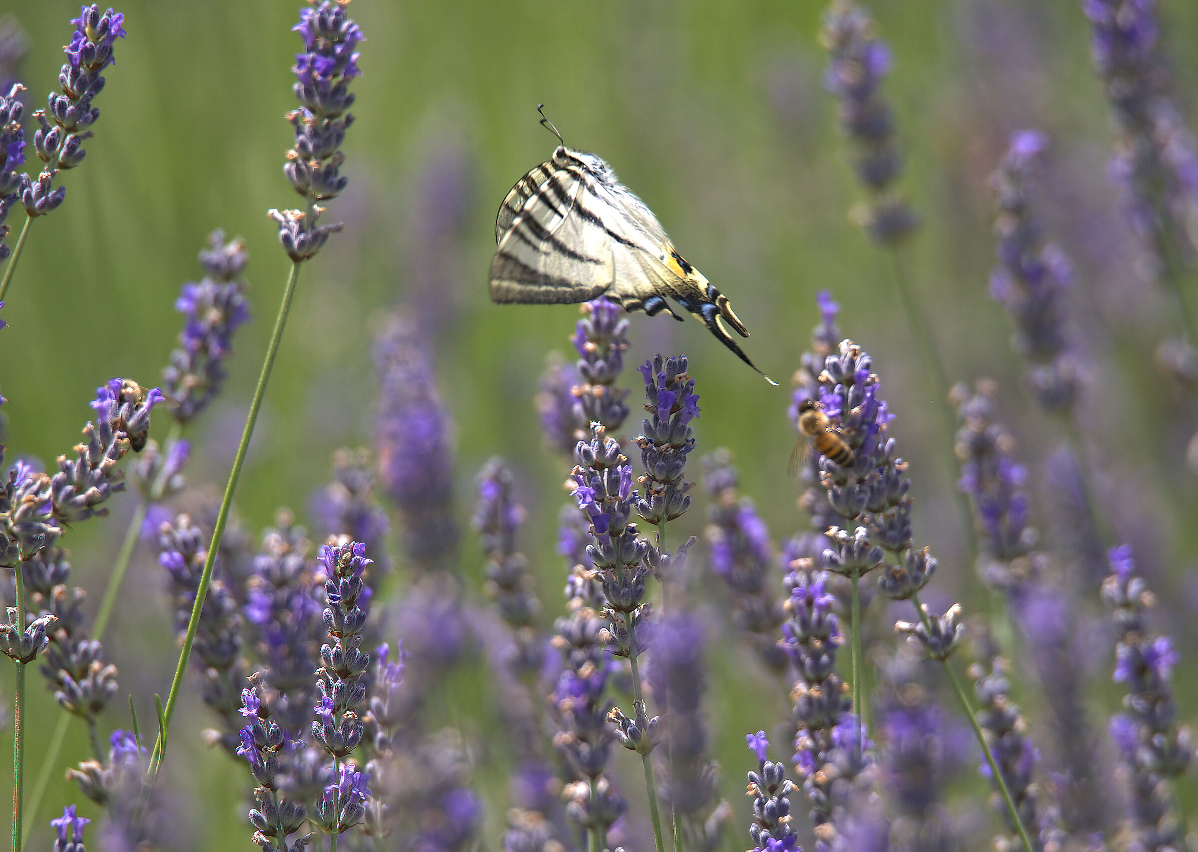 Iphiclides podalirius