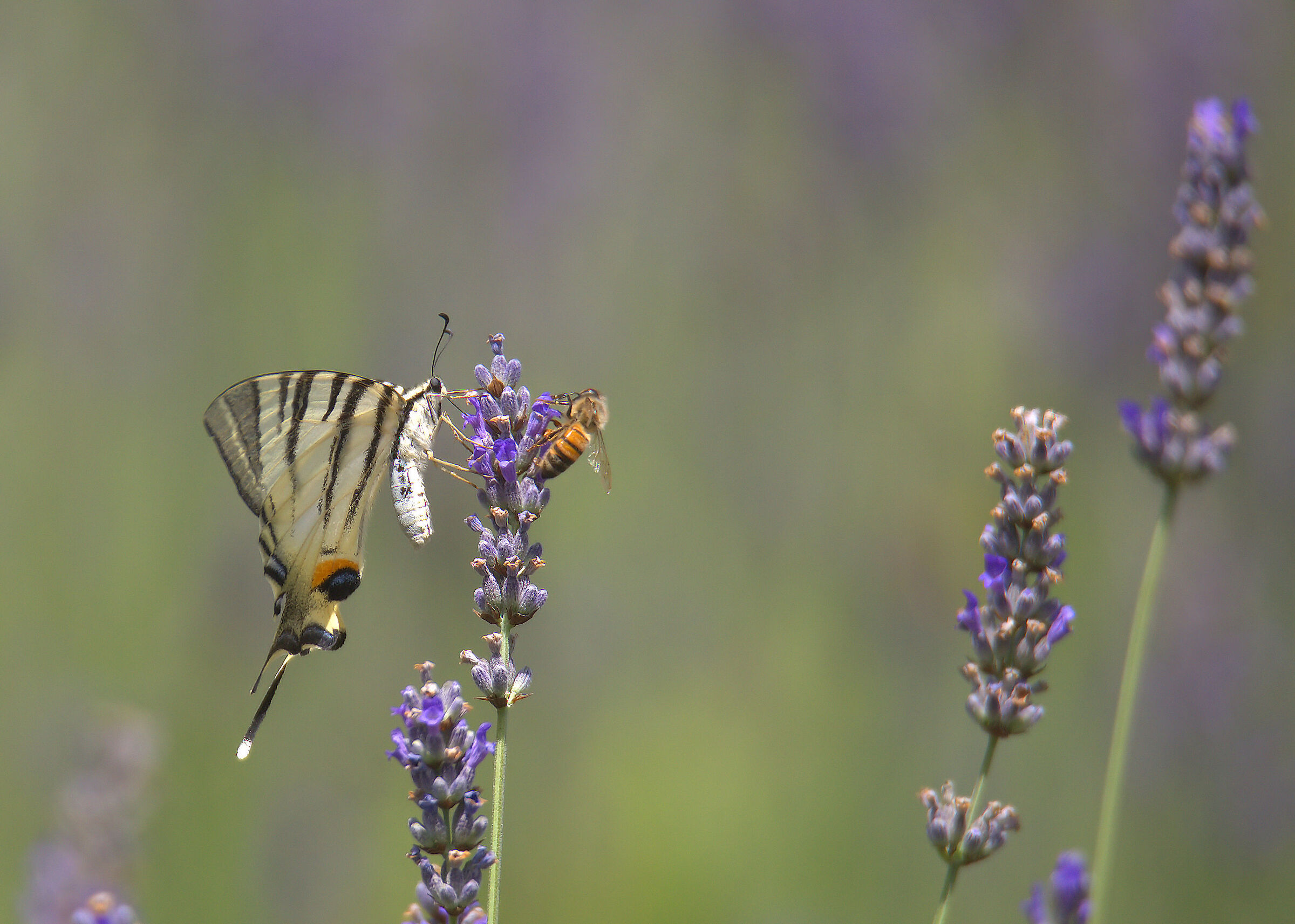 Iphiclides podalirius