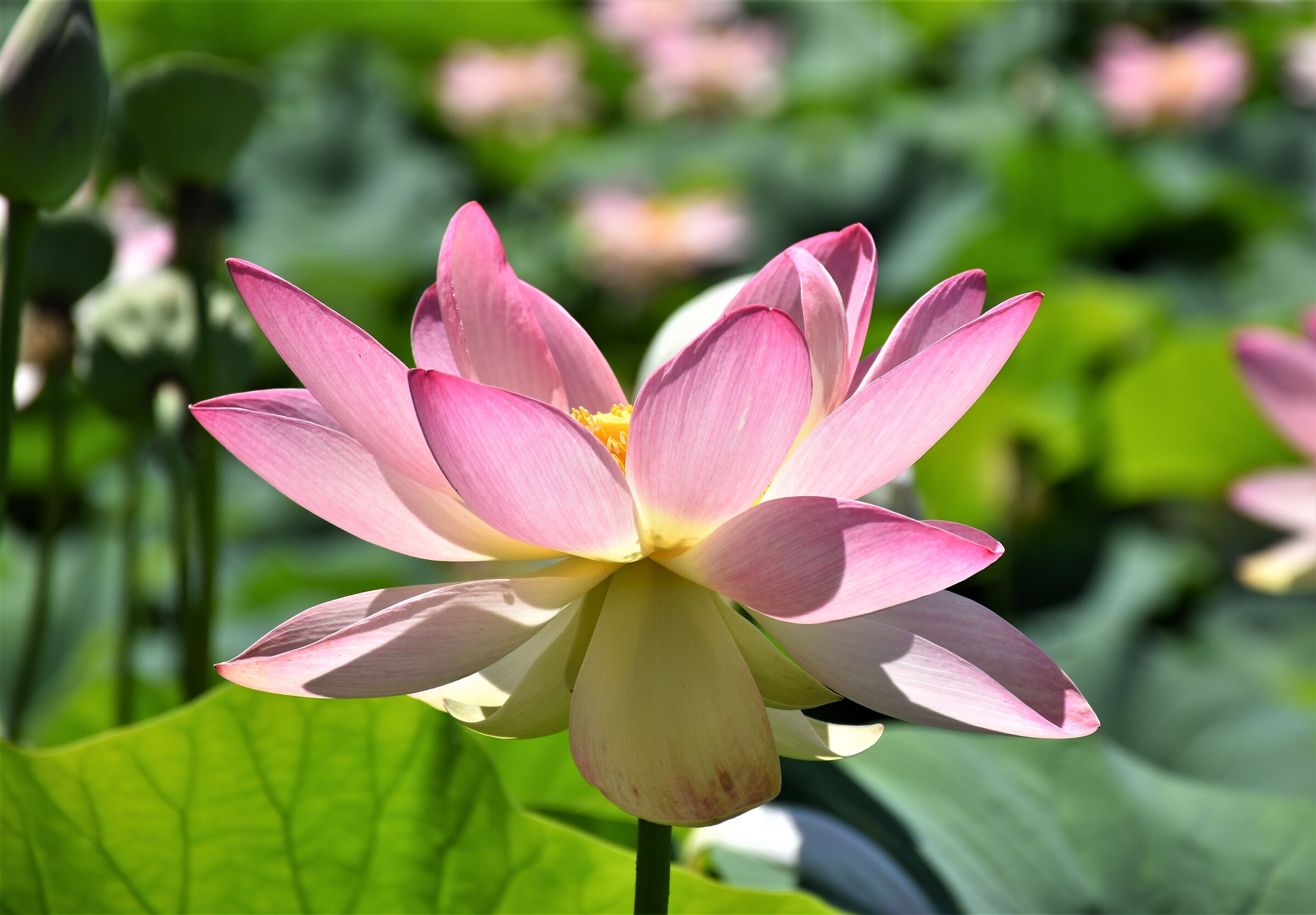 Fiore di loto Vezza d'Alba