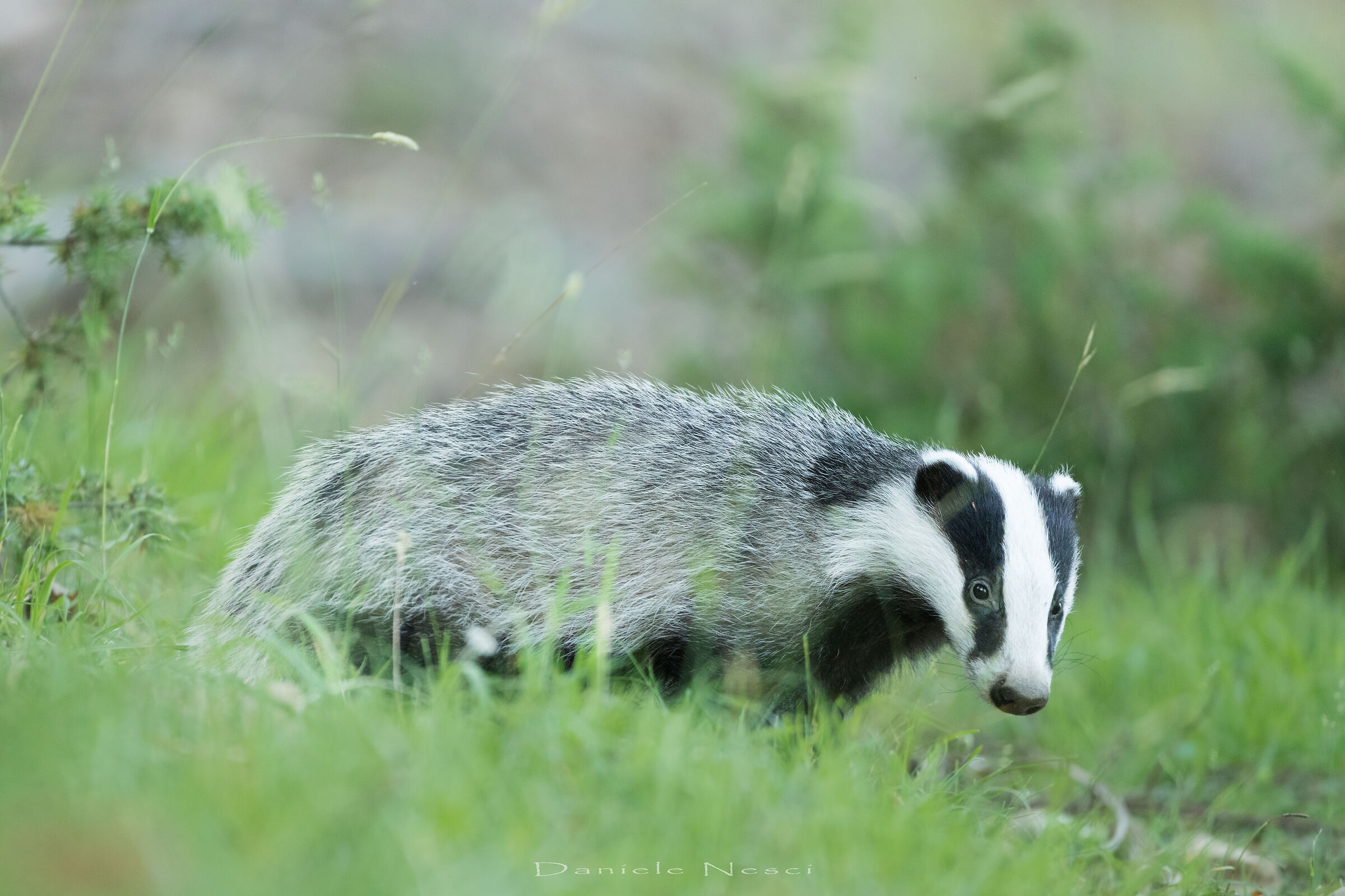 Sorpresina pomeridiana