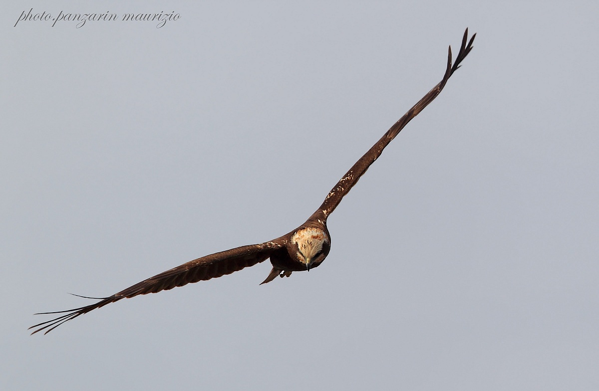Marsh Harrier
